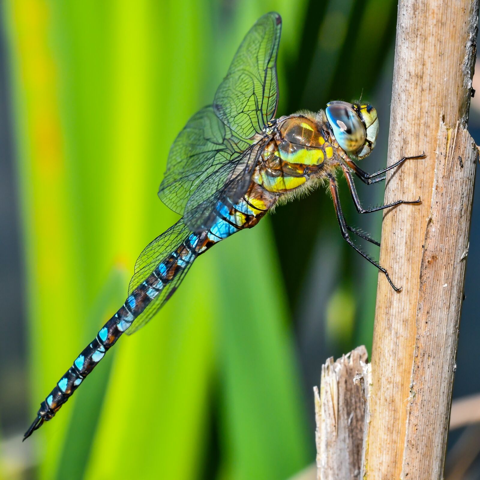 Nikon D500 sample photo. Macro, dragonfly, insect photography
