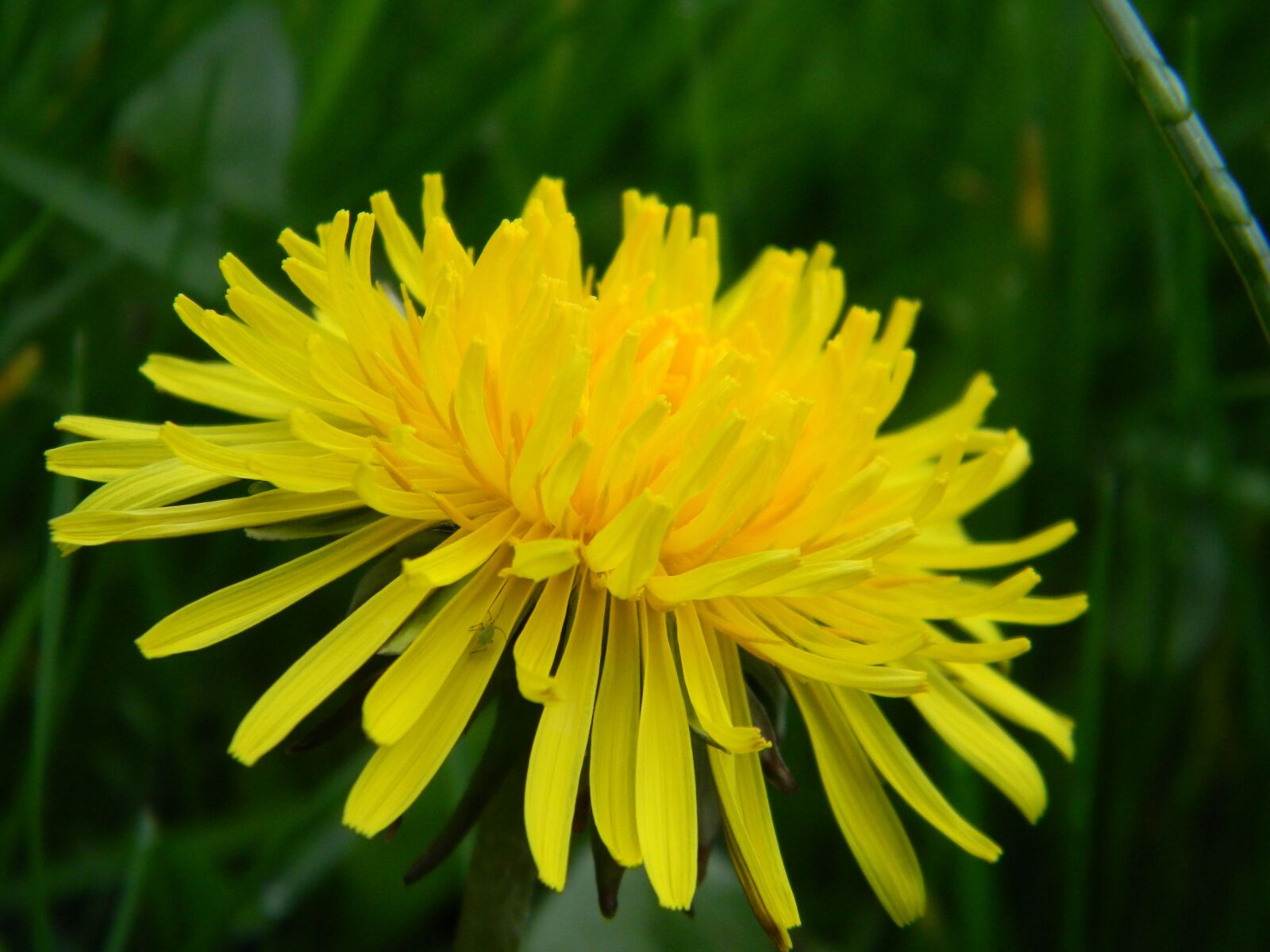 Nikon Coolpix L110 sample photo. Dandelion, nature, flower photography