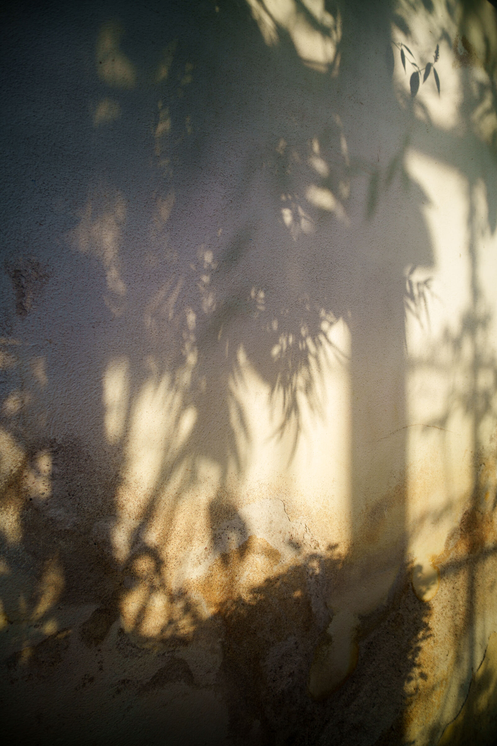 Samyang Remaster Slim 21mm F3.5 sample photo. Greenhouse shadows photography