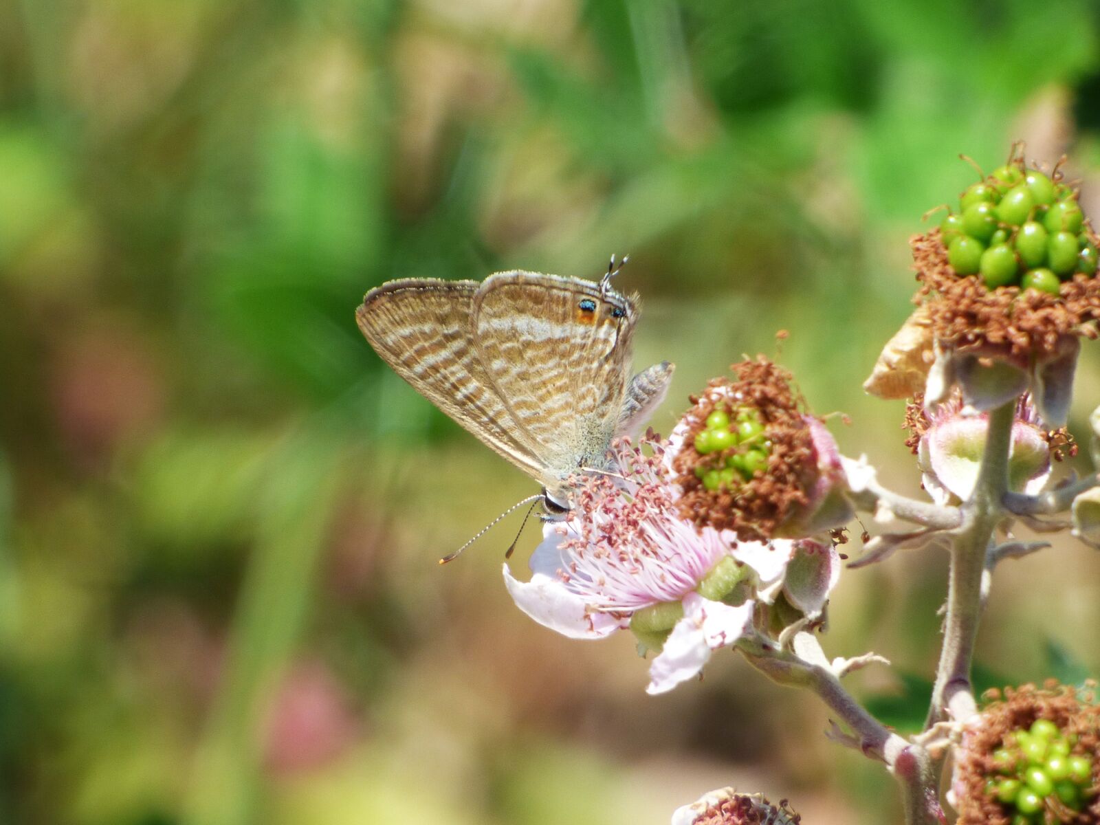 Panasonic Lumix DMC-FZ70 sample photo. Butterfly, teenindusega boeticus, blue photography