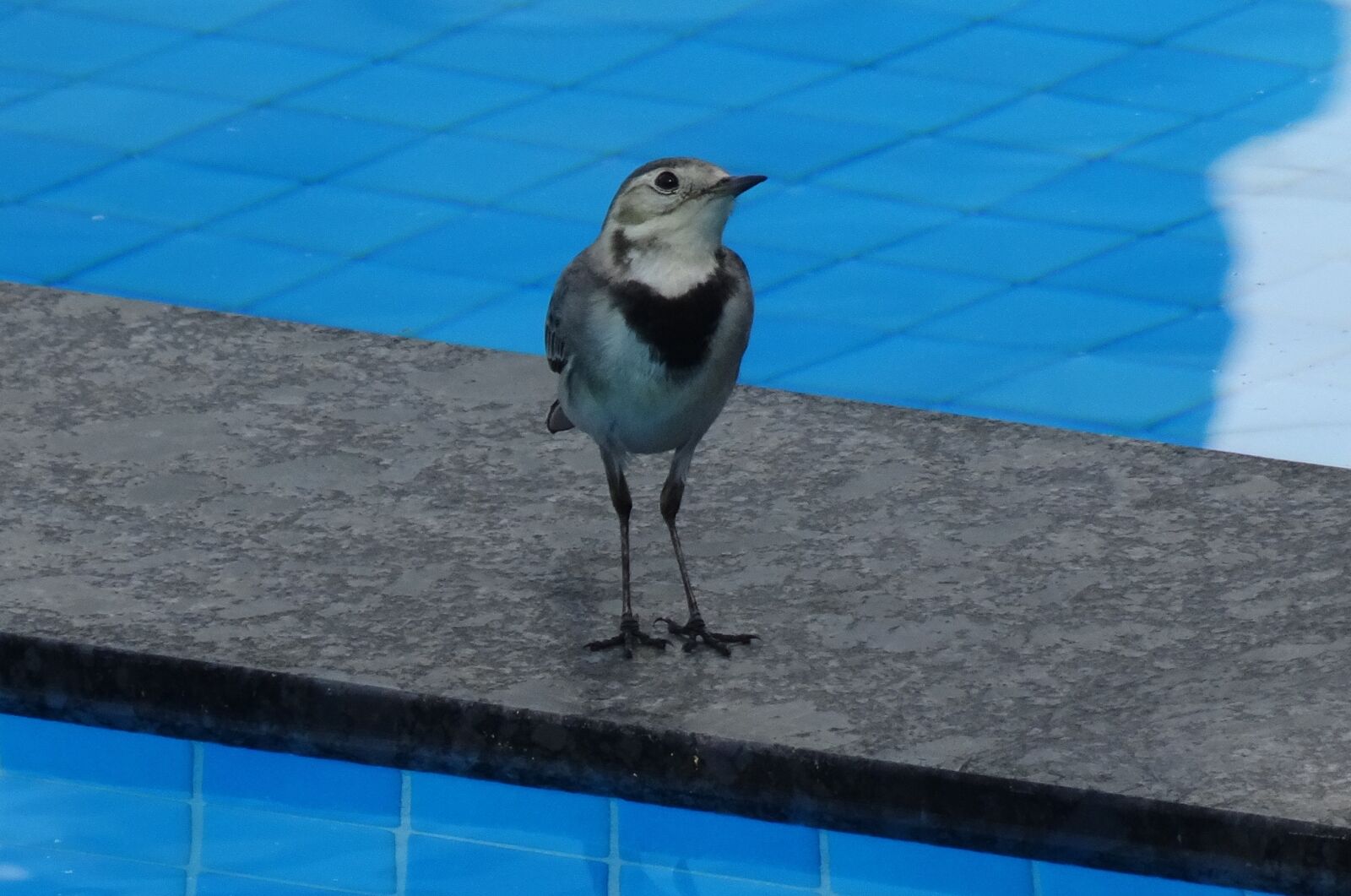 Sony Cyber-shot DSC-HX90V sample photo. Bird, wagtail, white wagtail photography