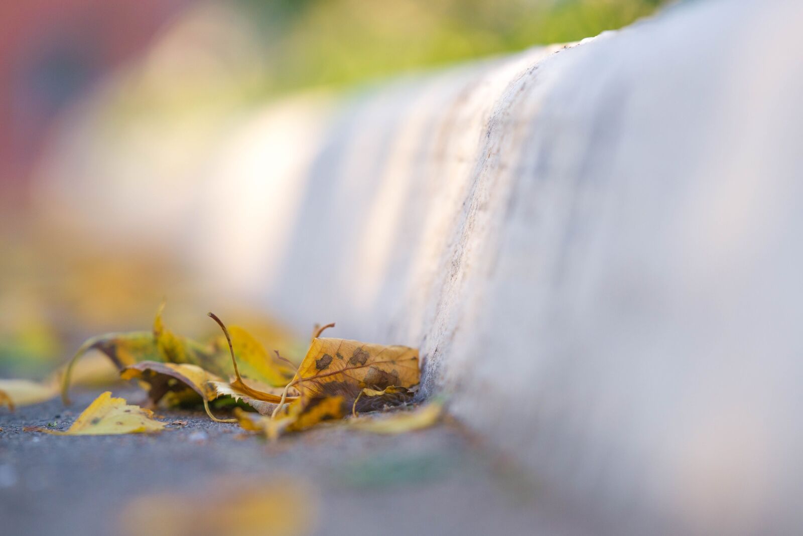 Nikon D610 sample photo. Leaves, foliage, asphalt photography