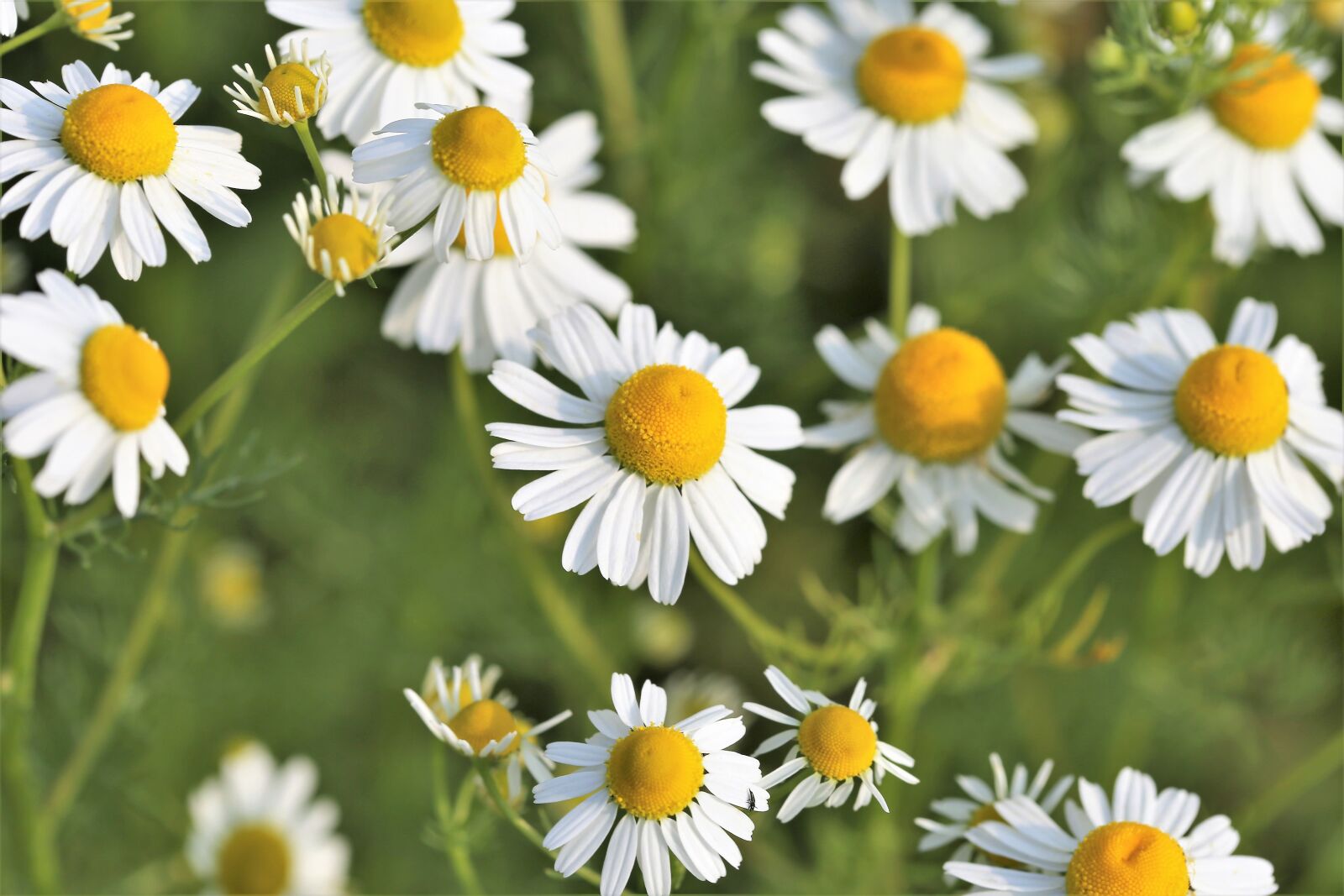 Canon EOS 6D + Canon EF 100mm F2.8 Macro USM sample photo. Chamomille, matricaria chamomilla, herb photography