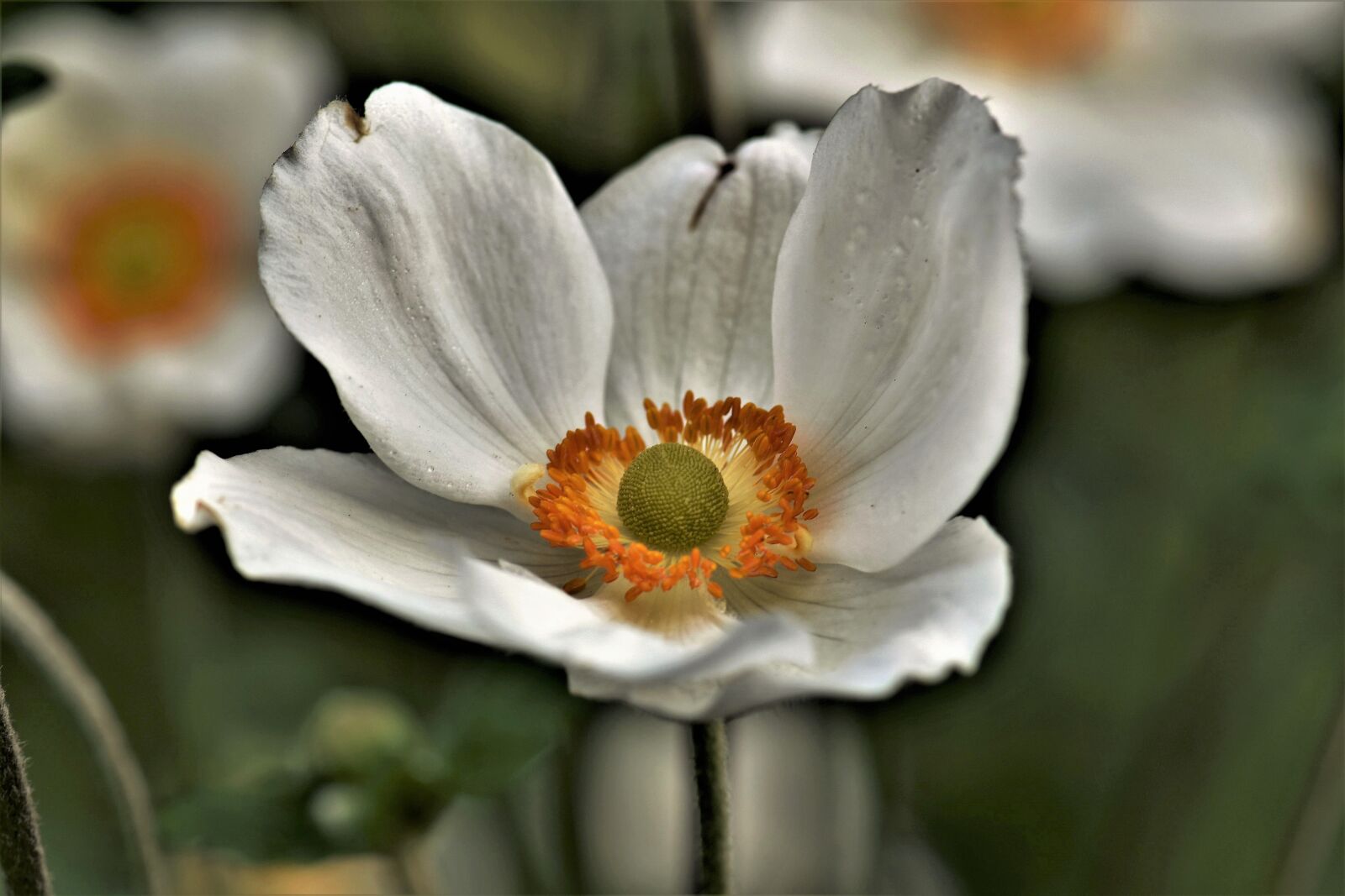 Nikon D5500 sample photo. Flower, blossom, bloom photography