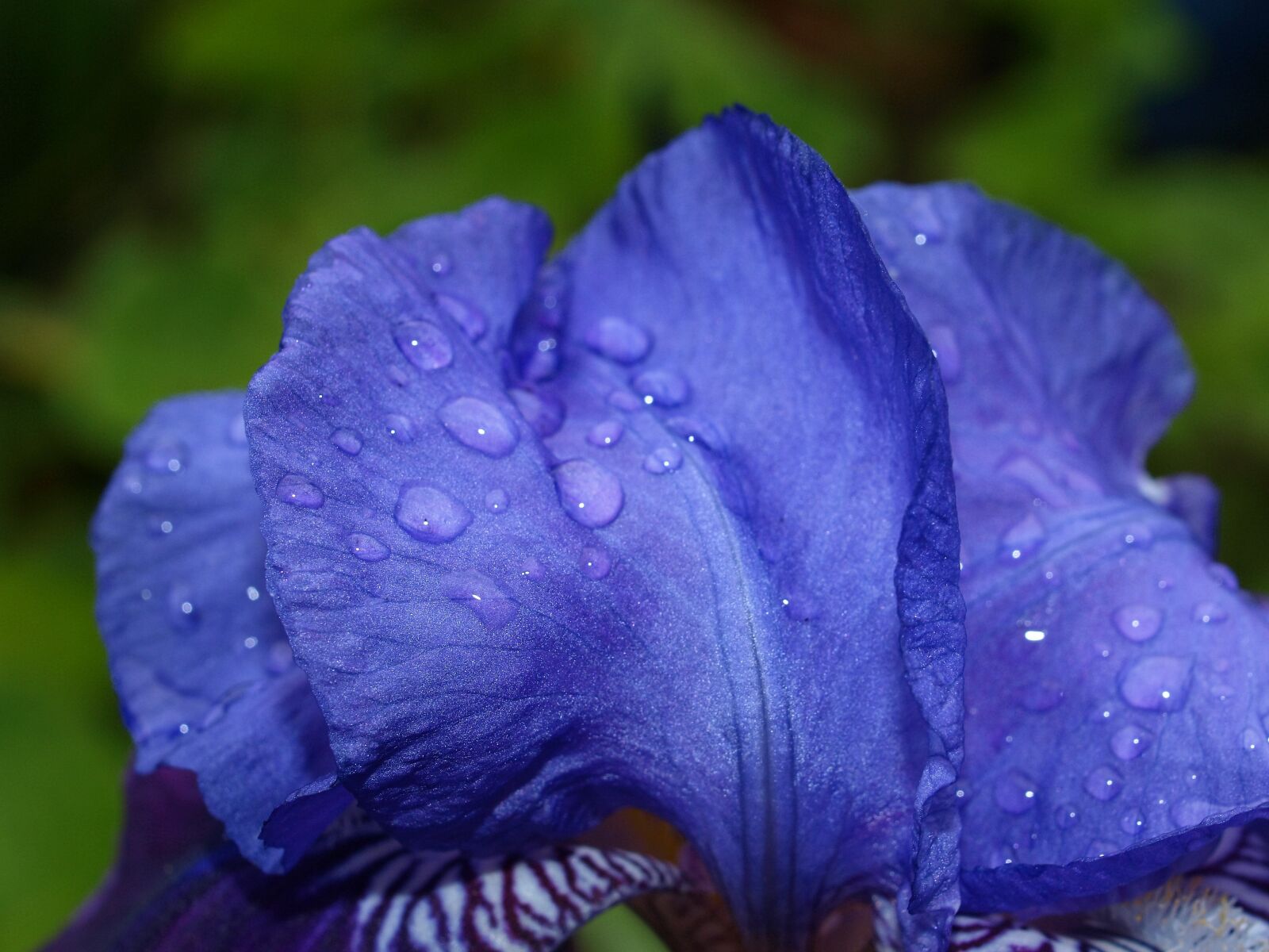 Olympus E-520 (EVOLT E-520) sample photo. Flower, flora, nature photography