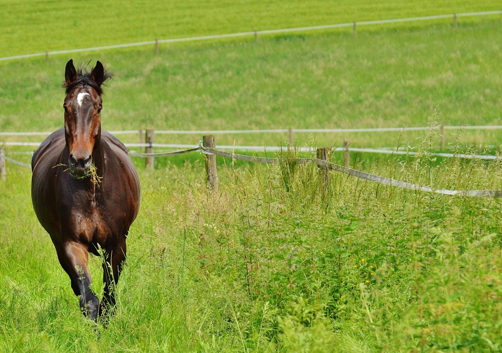 Nikon D3200 sample photo. Horse, coupling, stallion photography