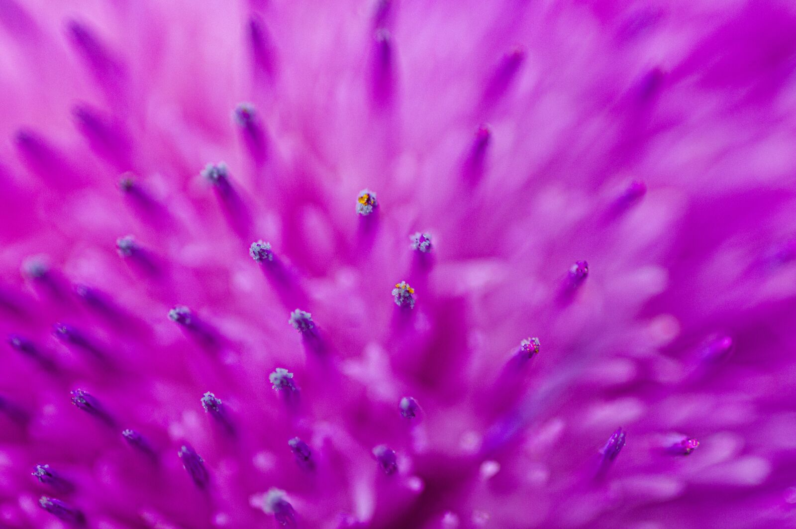 Nikon D300 sample photo. Purple, flower, bloom photography