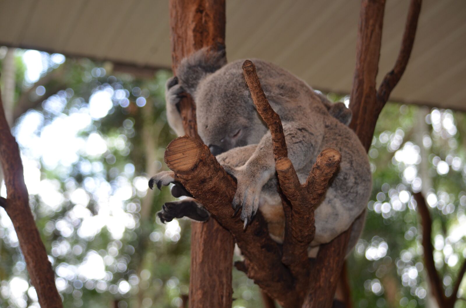 Nikon D5100 sample photo. Koala, australia, brisbane photography