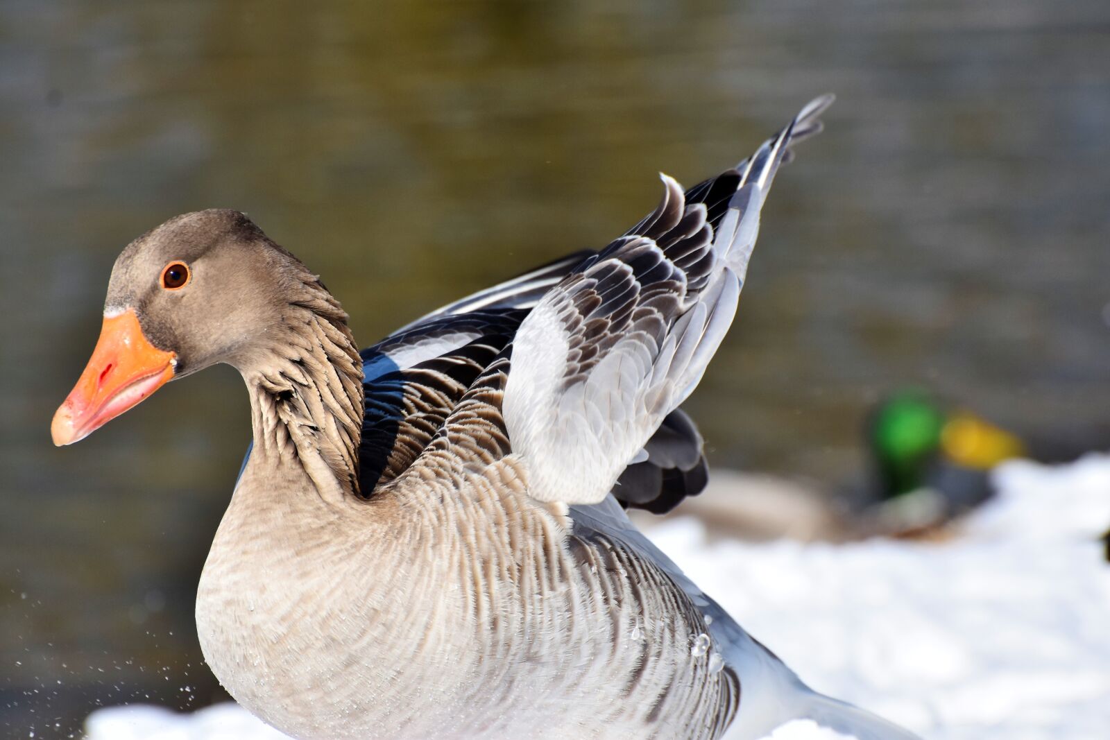 Nikon D7200 sample photo. Goose, greylag goose, wild photography