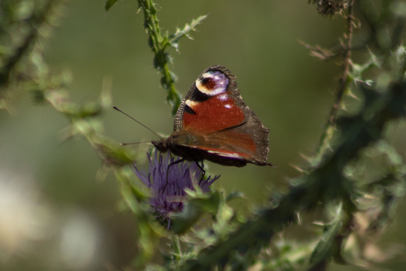 Canon EF75-300mm f/4-5.6 sample photo. Butterfly, insect, blooms at photography