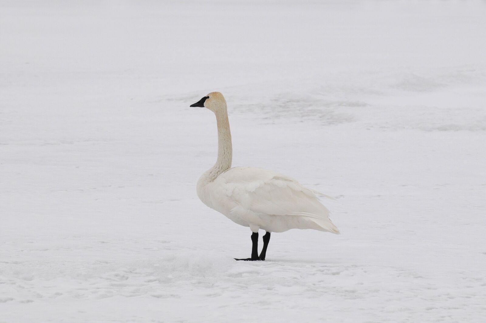 Nikon D300 sample photo. Swan, winter, snow photography