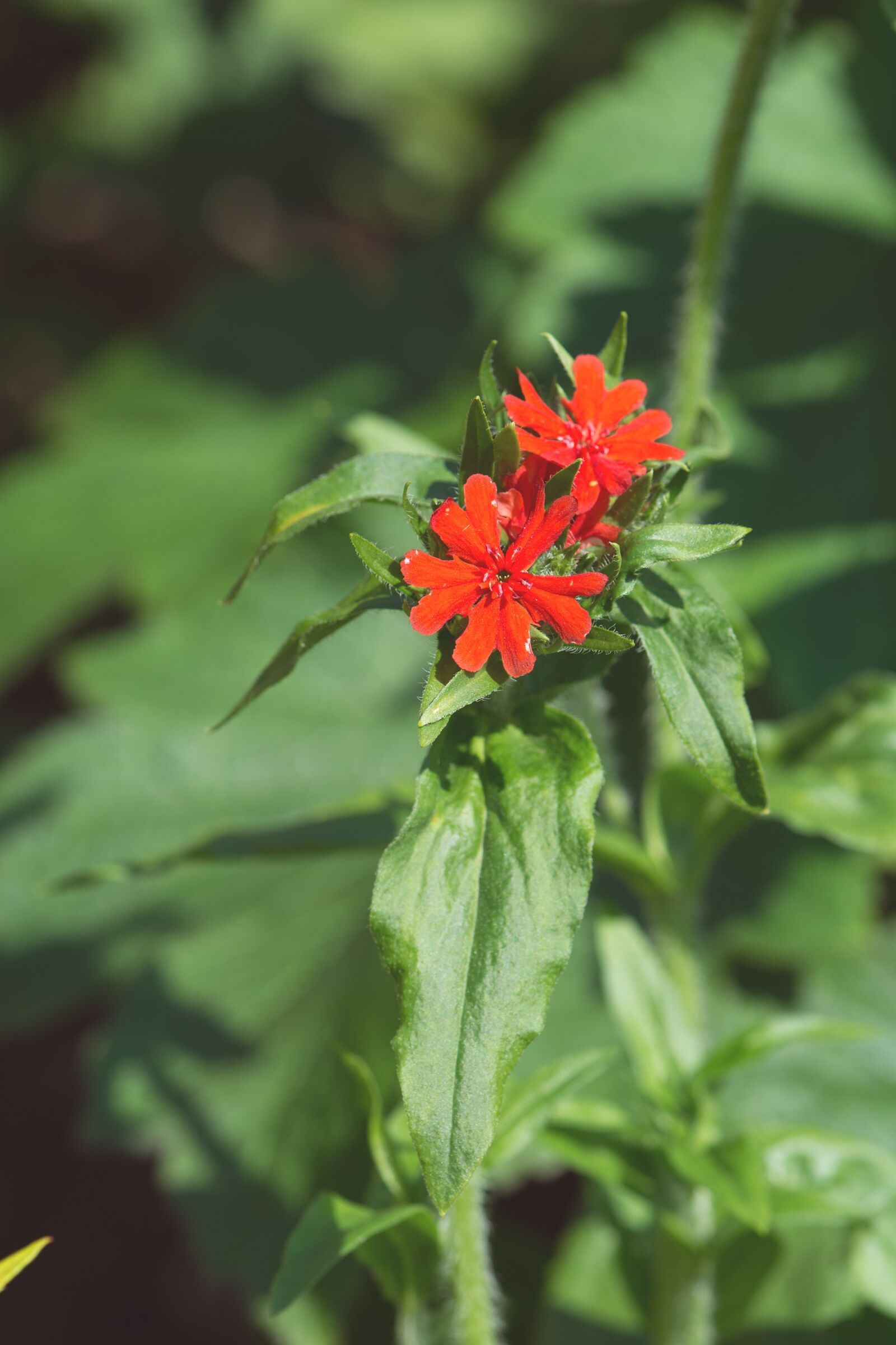 Nikon D7100 sample photo. Burning love, scarlet red photography