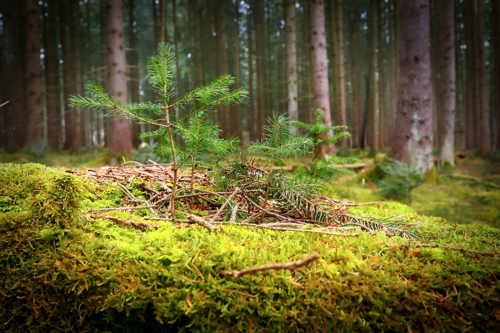 Panasonic Lumix DMC-GX8 sample photo. Wood, nature, tree photography