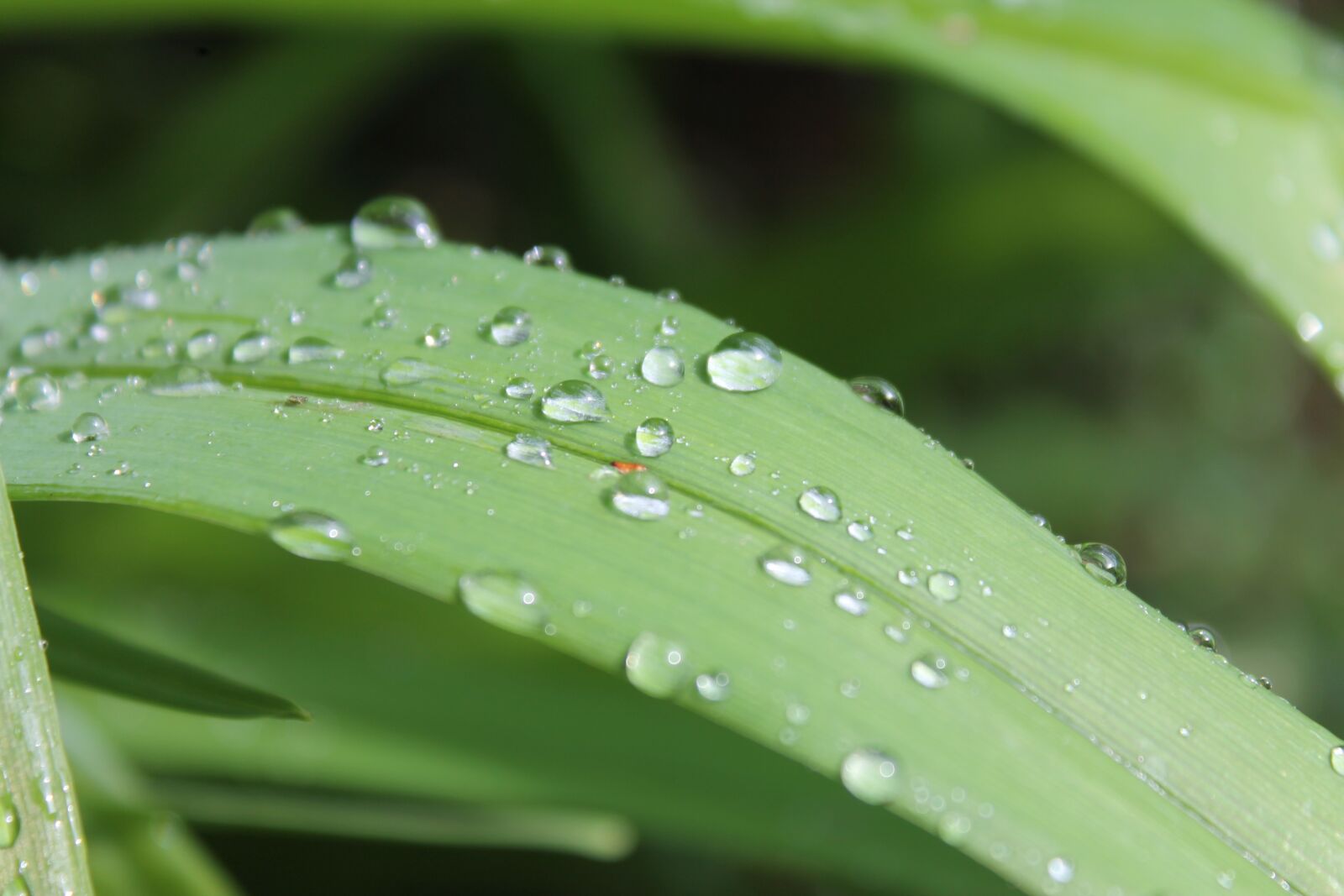 Canon EOS 1100D (EOS Rebel T3 / EOS Kiss X50) sample photo. Blade of grass, drop photography