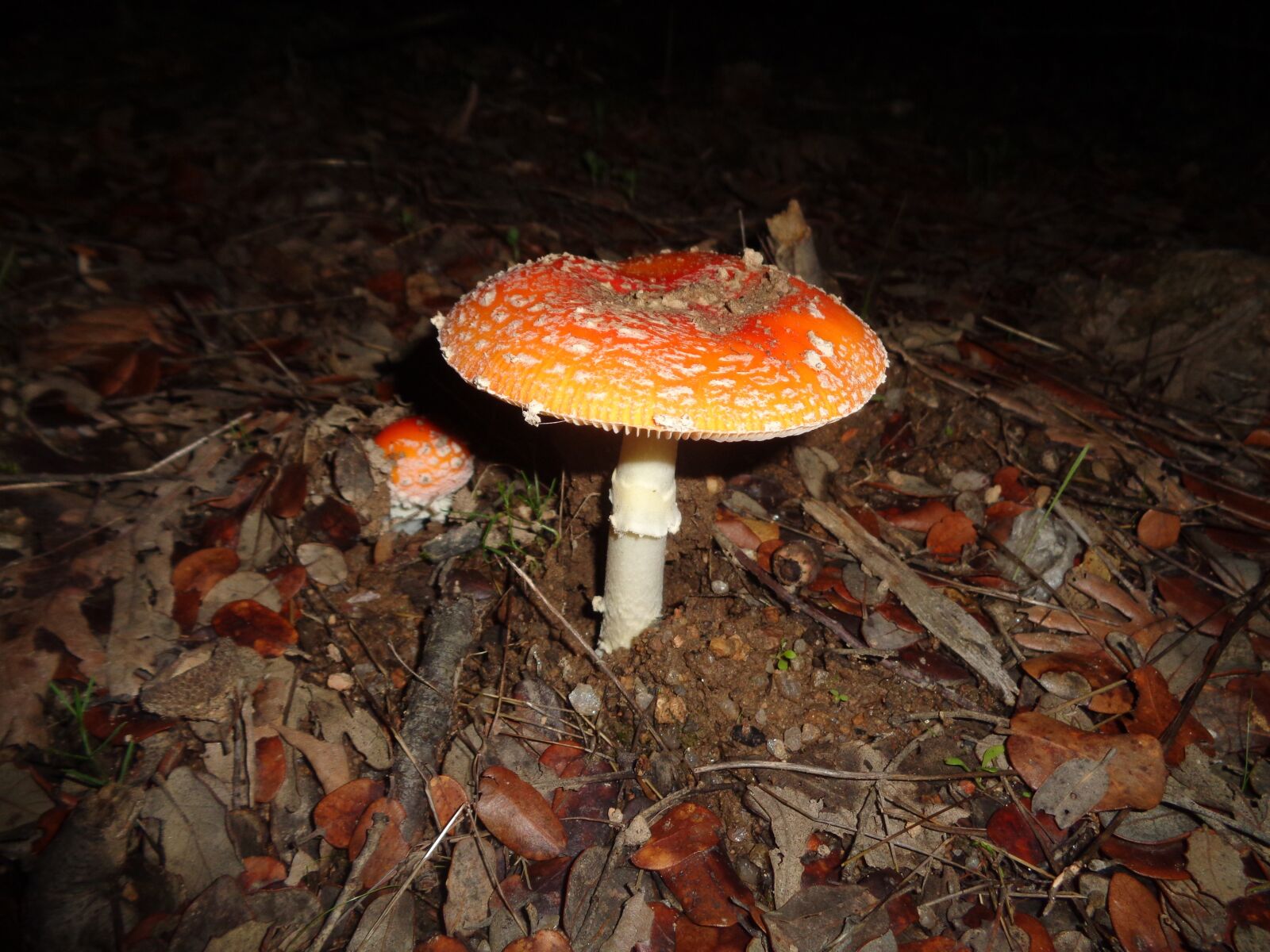 Sony Cyber-shot DSC-W830 sample photo. Mushroom, autumn, forest photography