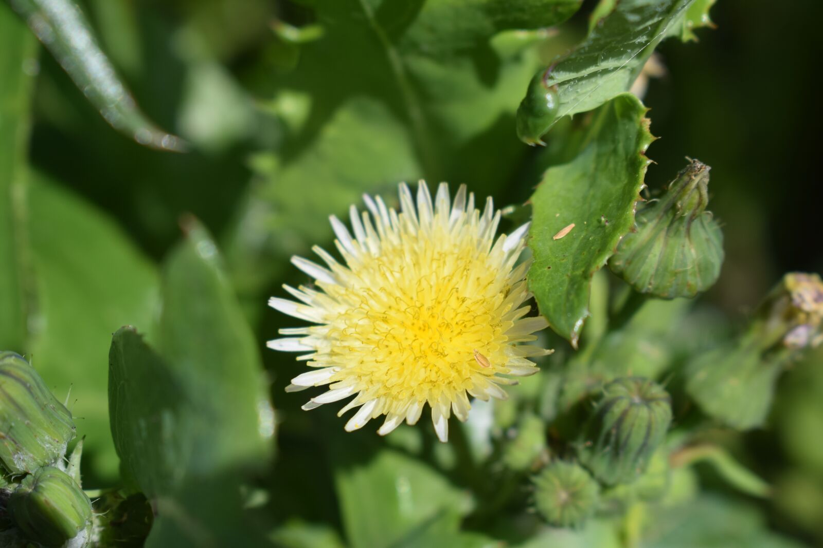 Nikon D3300 sample photo. Nature, plant, leaf photography