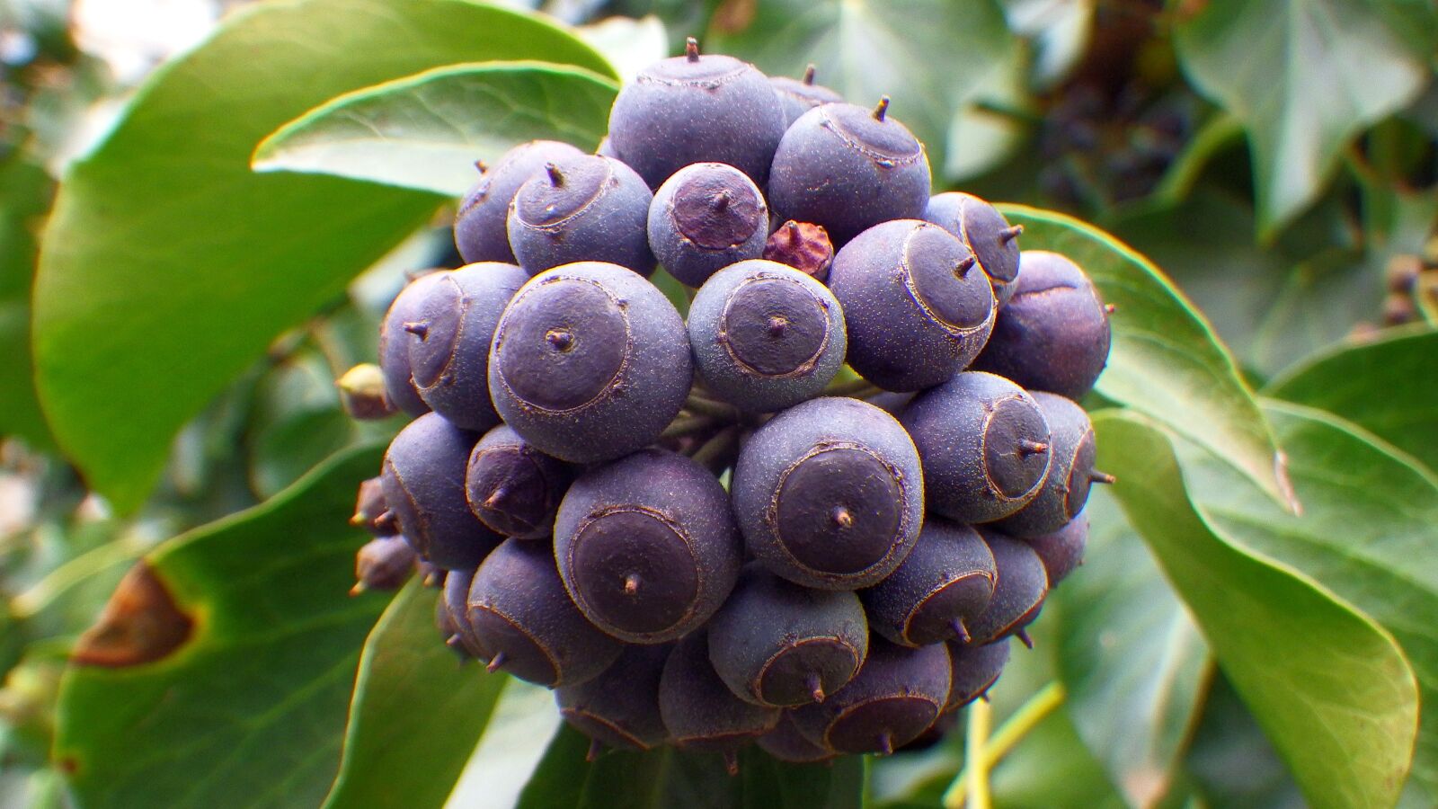 Pentax Optio WG-2 sample photo. Fruit, nature, leaf plants photography