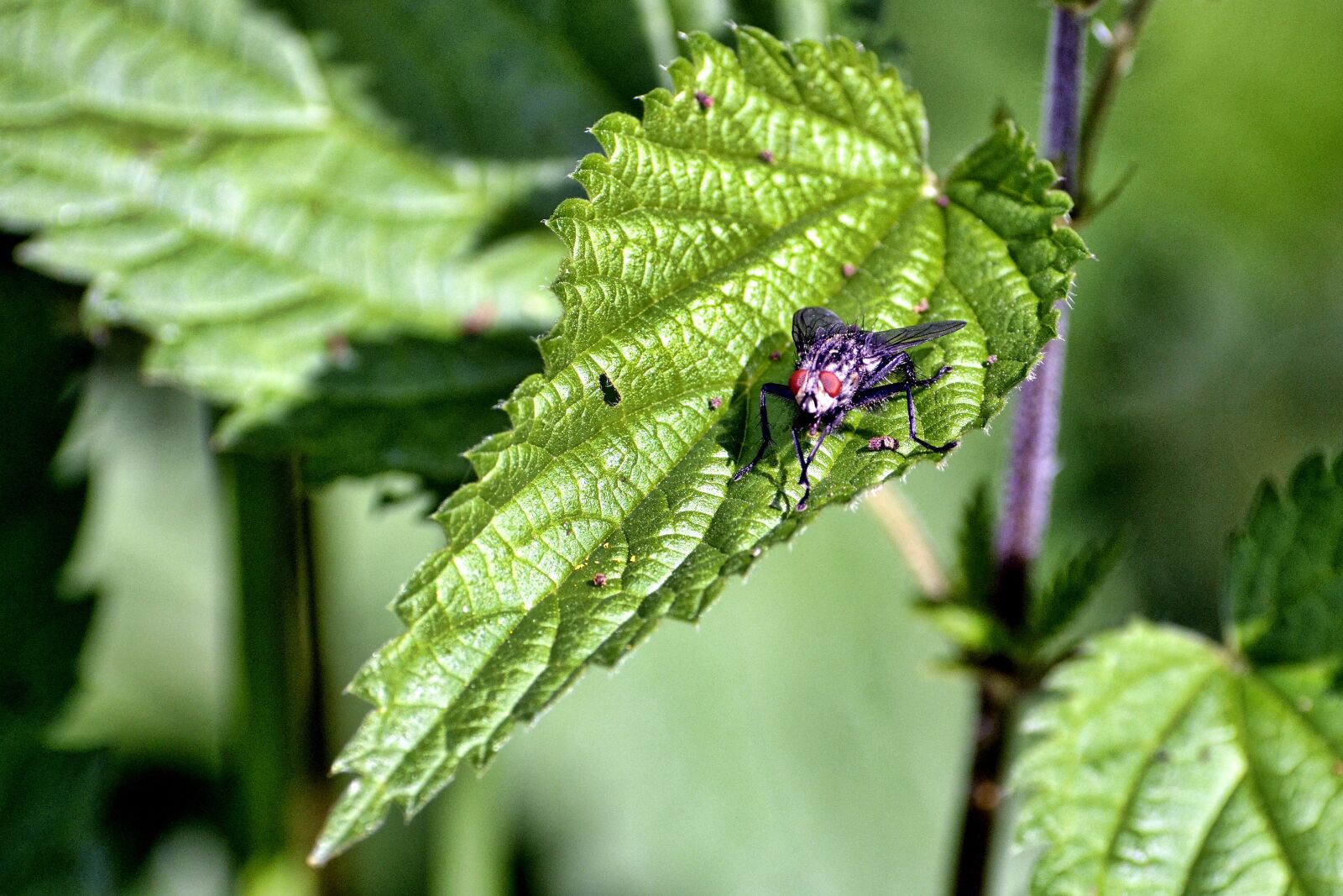 Nikon D7000 sample photo. Fly, stinging nettle, close photography