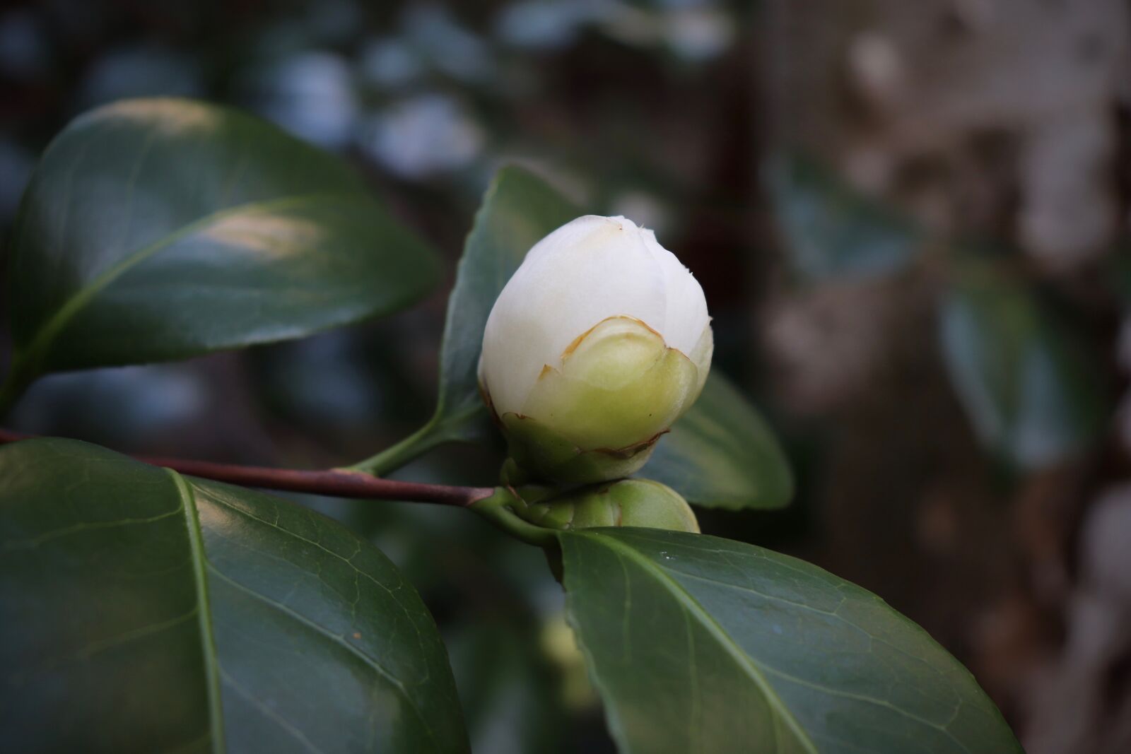 Canon EOS 800D (EOS Rebel T7i / EOS Kiss X9i) sample photo. Bud, camellia, white photography