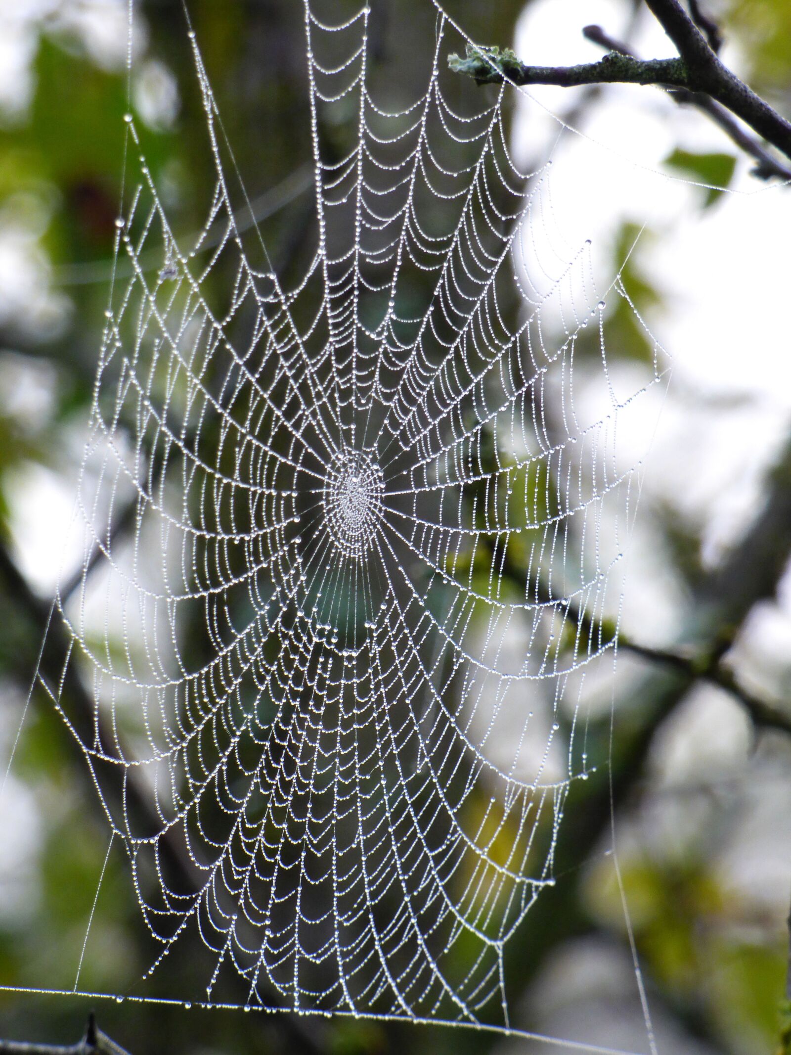 Panasonic DMC-FZ72 sample photo. Canvas, spider, nature photography