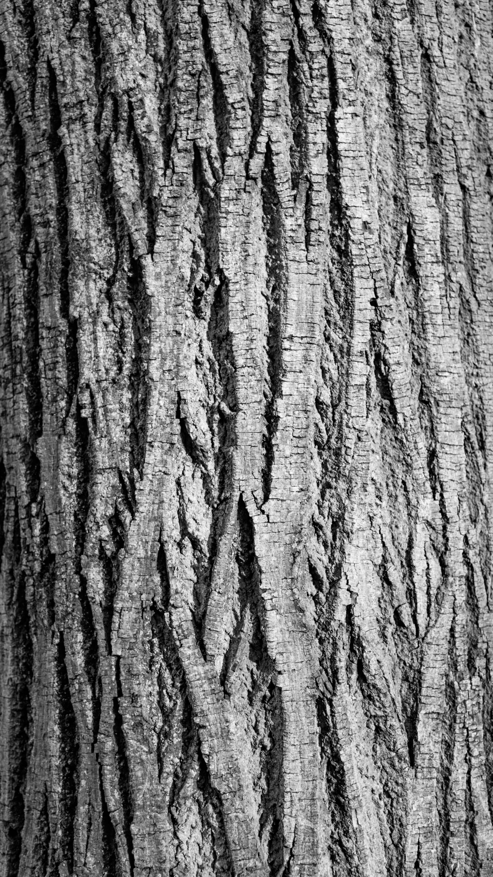 Nikon D750 sample photo. Bark, break, contrast photography