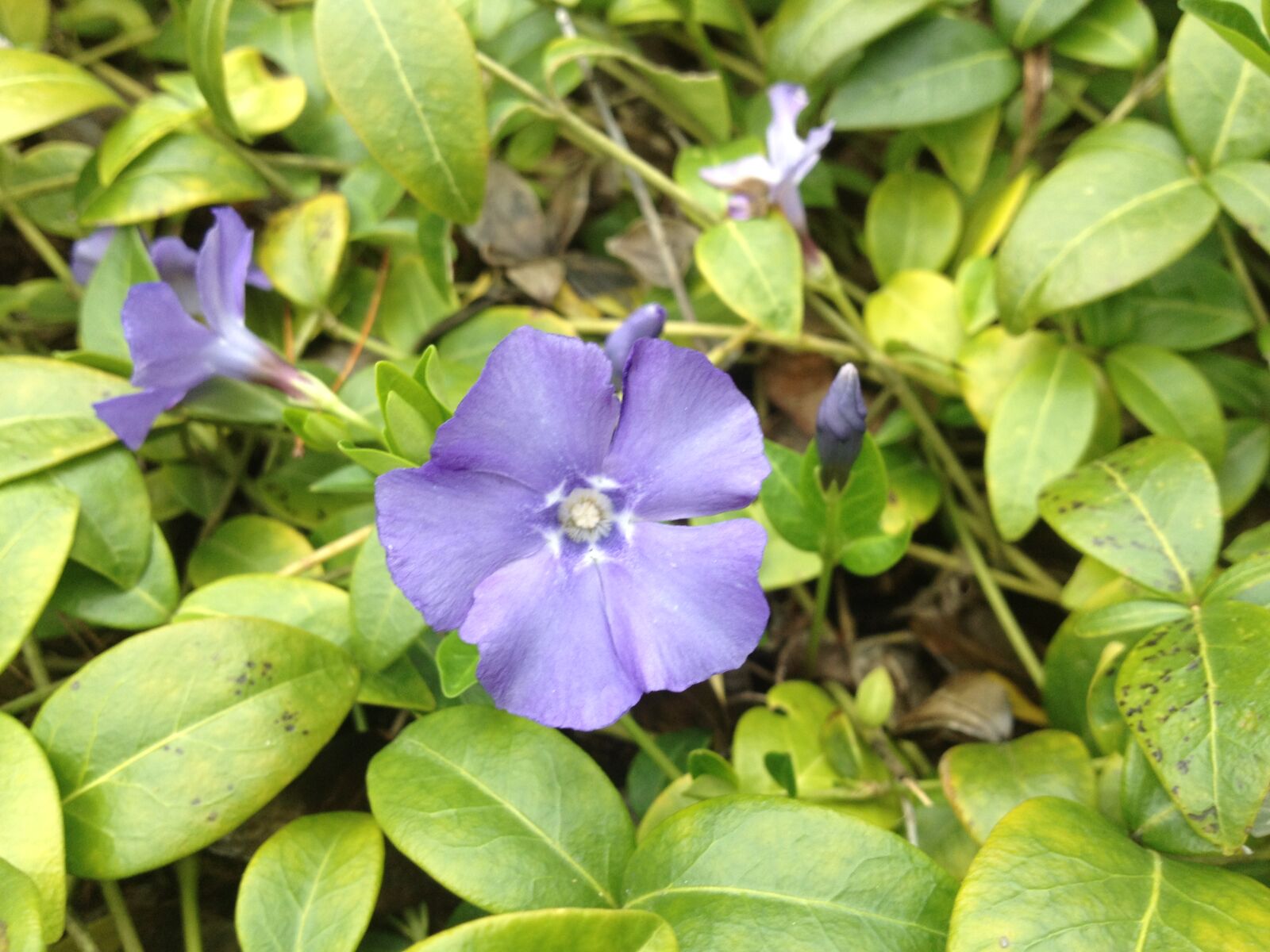 iPhone 4S back camera 4.28mm f/2.4 sample photo. Close, up, flowers, nature photography