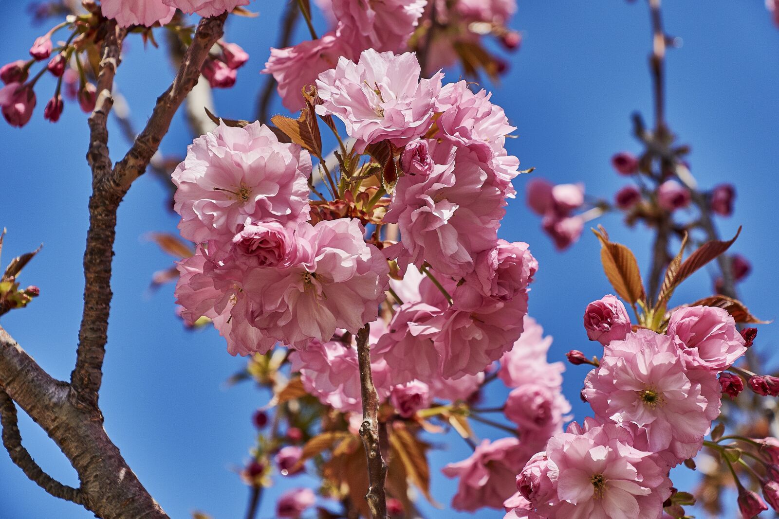 Nikon D7200 sample photo. Cherry, flower, rosa photography