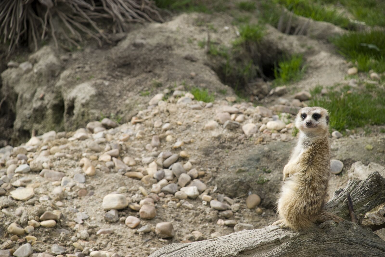 Nikon D80 sample photo. Surikato, terrarium, zoo photography