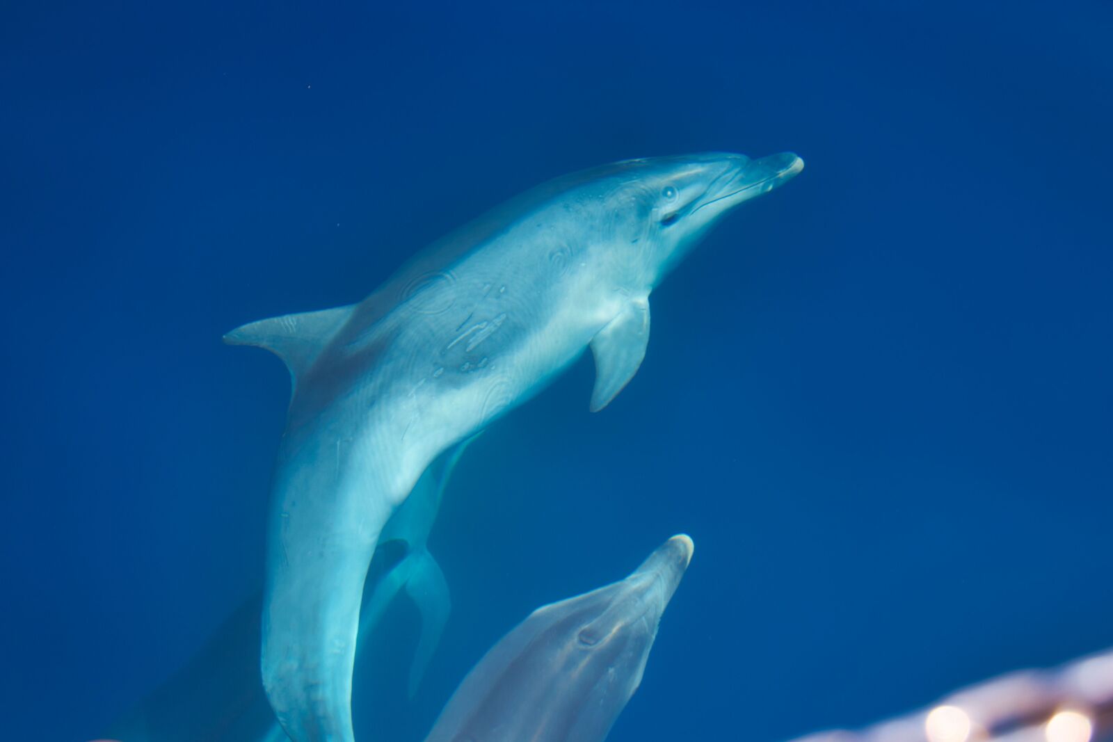 Canon EOS 700D (EOS Rebel T5i / EOS Kiss X7i) sample photo. Dolphins, croatia, sea photography