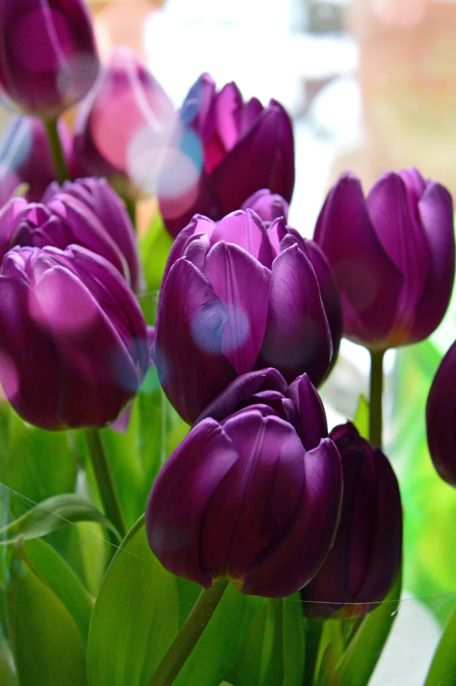 Nikon D3200 sample photo. Tulip, nature, plant photography