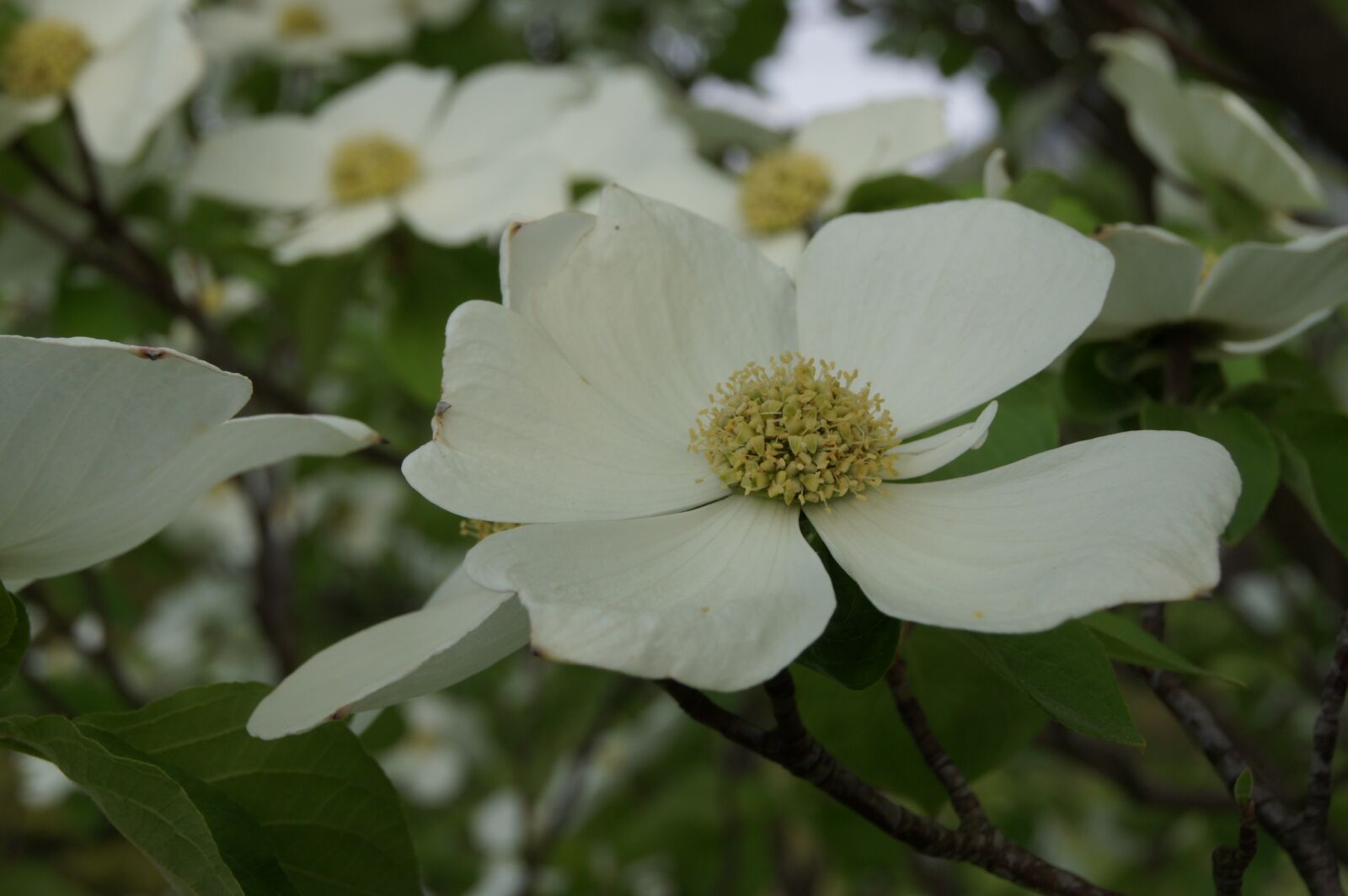 Sony Alpha DSLR-A450 sample photo. Dogwood, blossom, bloom photography