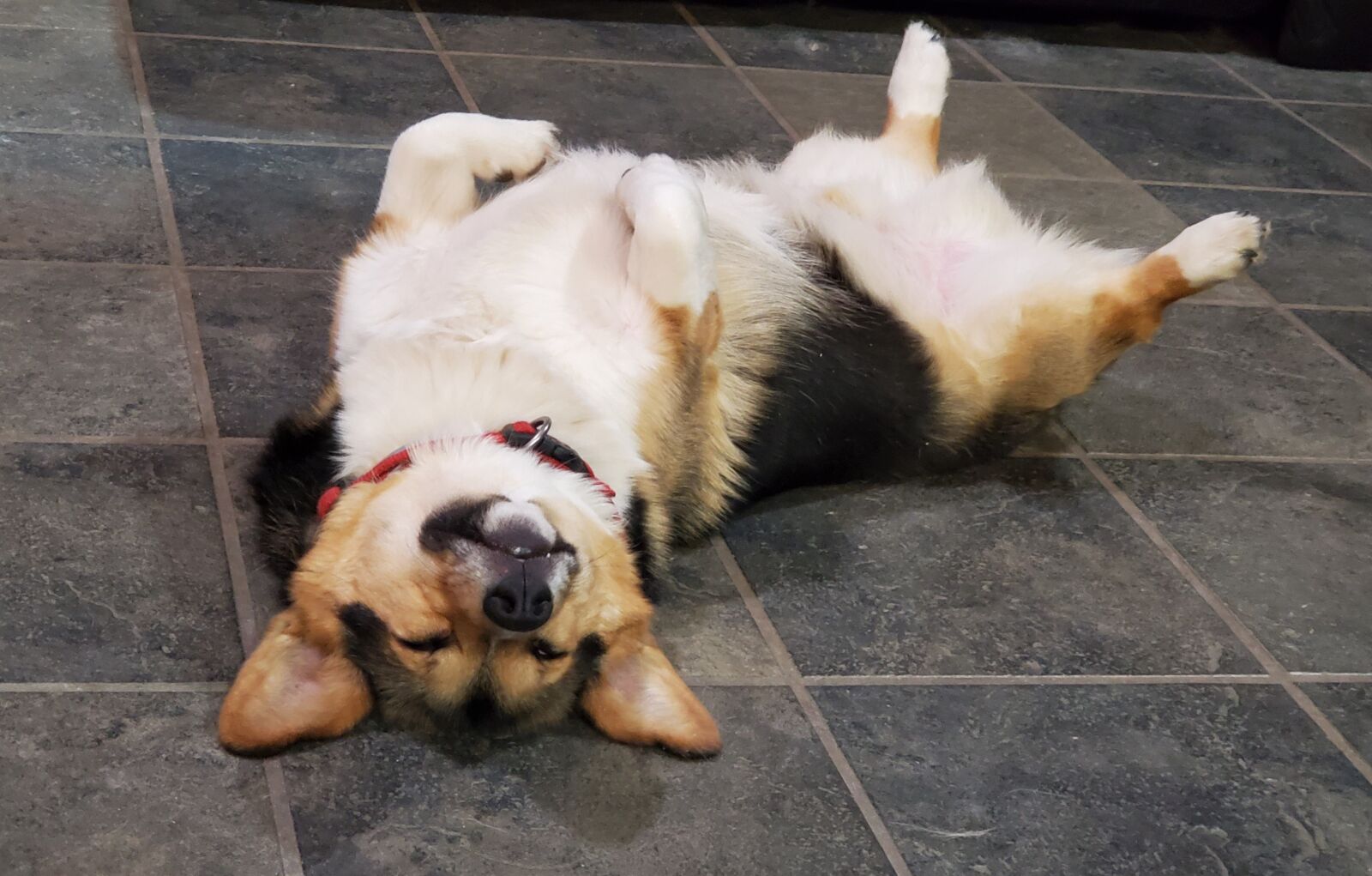 Samsung Galaxy S10 sample photo. Corgi, sleeping, on his photography