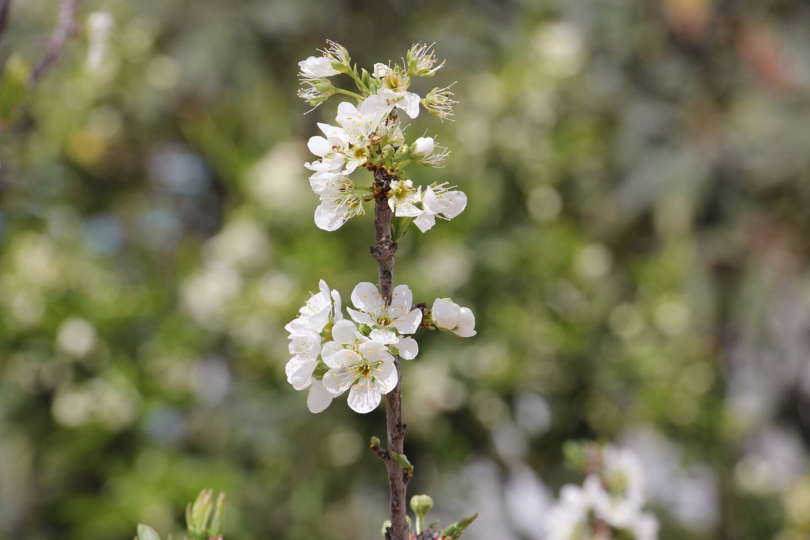Canon EOS 60D sample photo. Flower, tree, nature photography