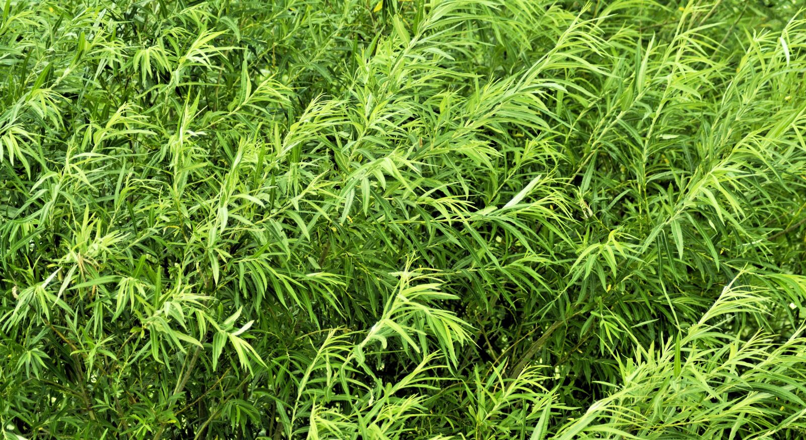 Nikon D7100 sample photo. Plant, nature, plants photography