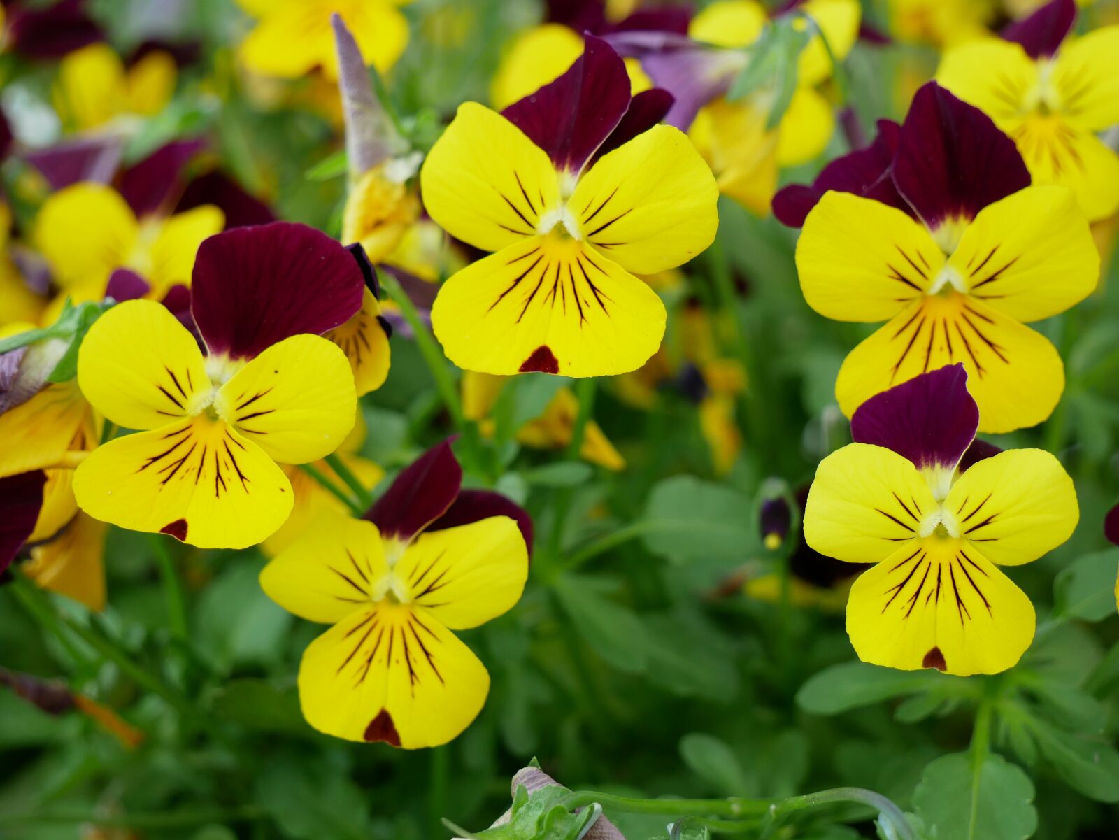 Panasonic Lumix DMC-G85 (Lumix DMC-G80) sample photo. Flowers, pansy, nature photography