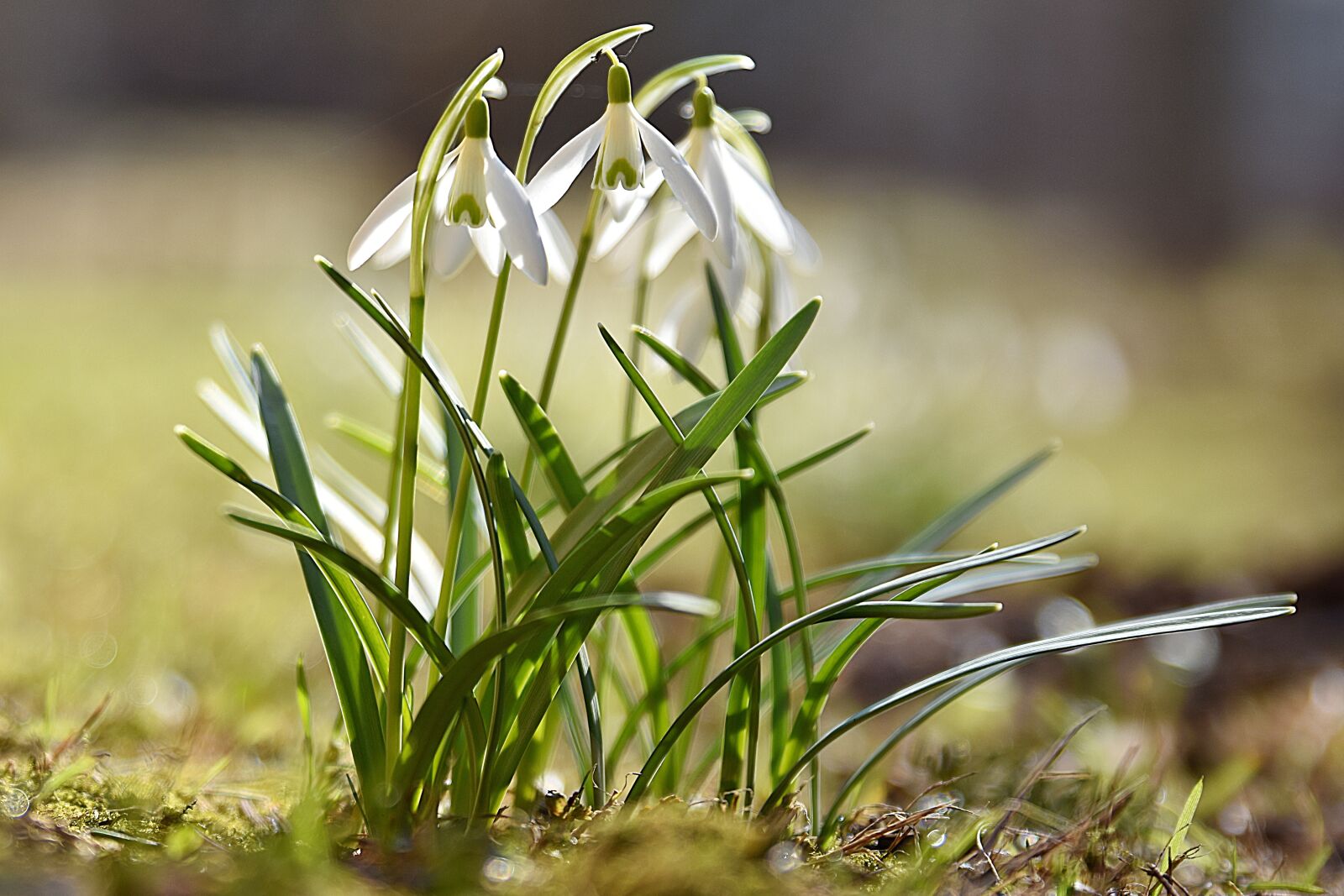 Nikon D7200 sample photo. Snowdrops, spring, flower photography
