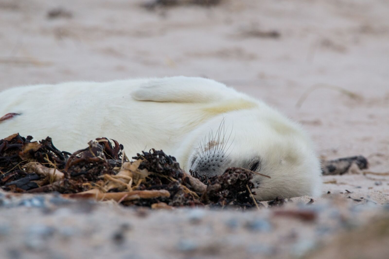 150-600mm F5-6.3 DG OS HSM | Contemporary 015 sample photo. Robbe, grey seal, helgoland photography