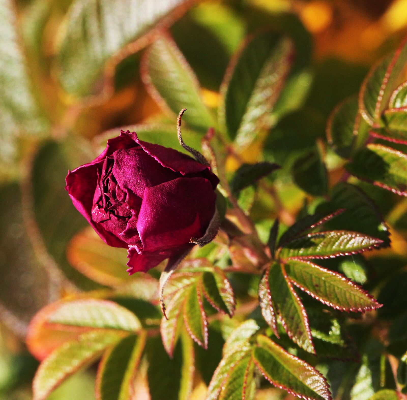Canon EOS 5D Mark II sample photo. Rose, flower, flowering photography