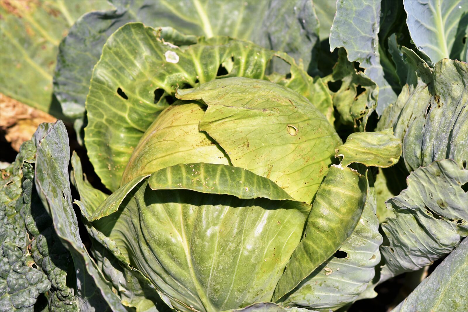 Nikon D7200 sample photo. White cabbage, kohl, cabbage photography