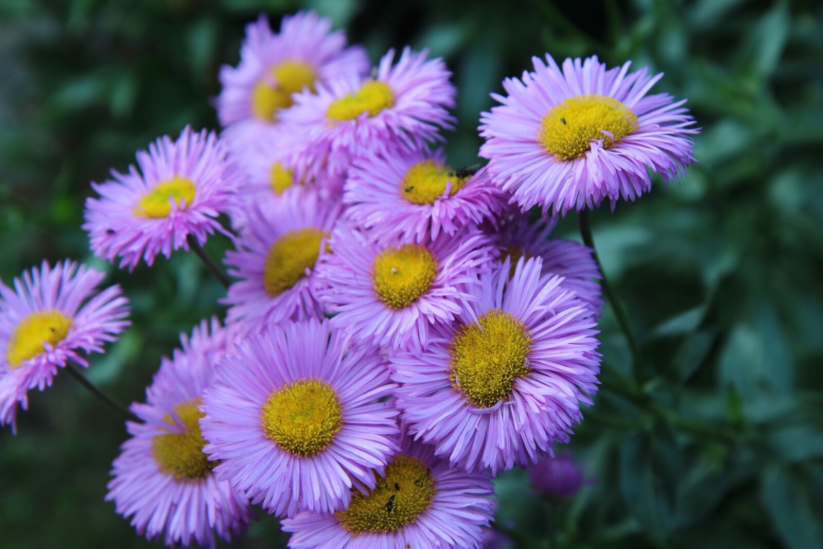 Canon EOS 600D (Rebel EOS T3i / EOS Kiss X5) sample photo. Flowers purple, flowering, plants photography