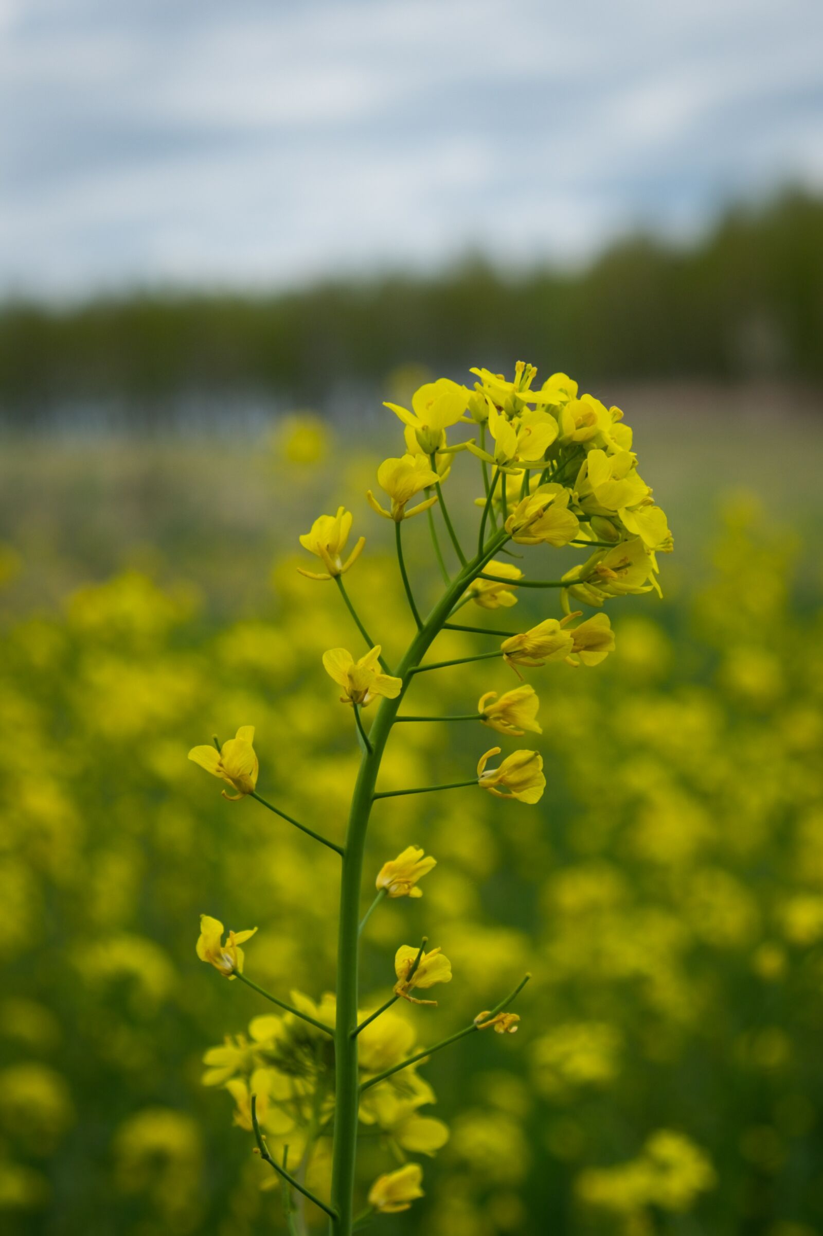 Fujifilm X-T10 sample photo. Flower, rapeseed, field photography