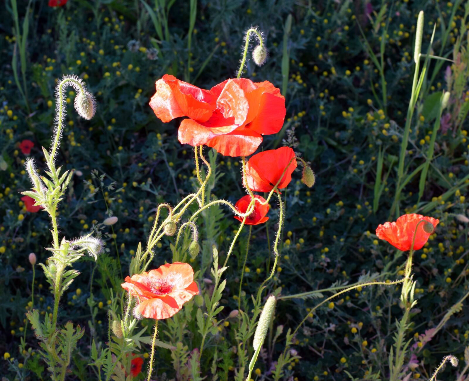 Nikon D5300 sample photo. Poppy, plant, flowers photography