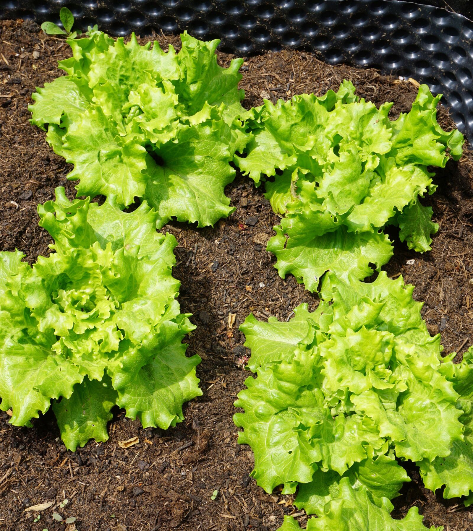 Sony a6000 sample photo. Salad, cold frame, raised photography