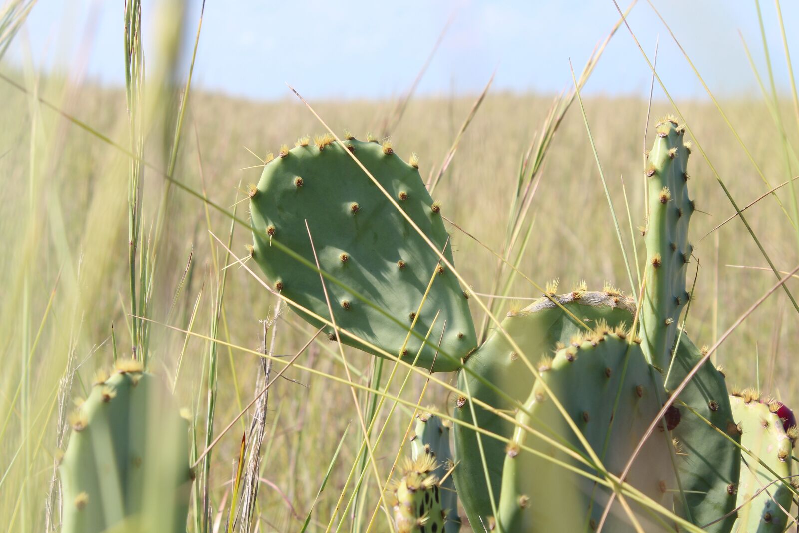 Canon EOS 650D (EOS Rebel T4i / EOS Kiss X6i) sample photo. Cactus, outdoors, nature photography