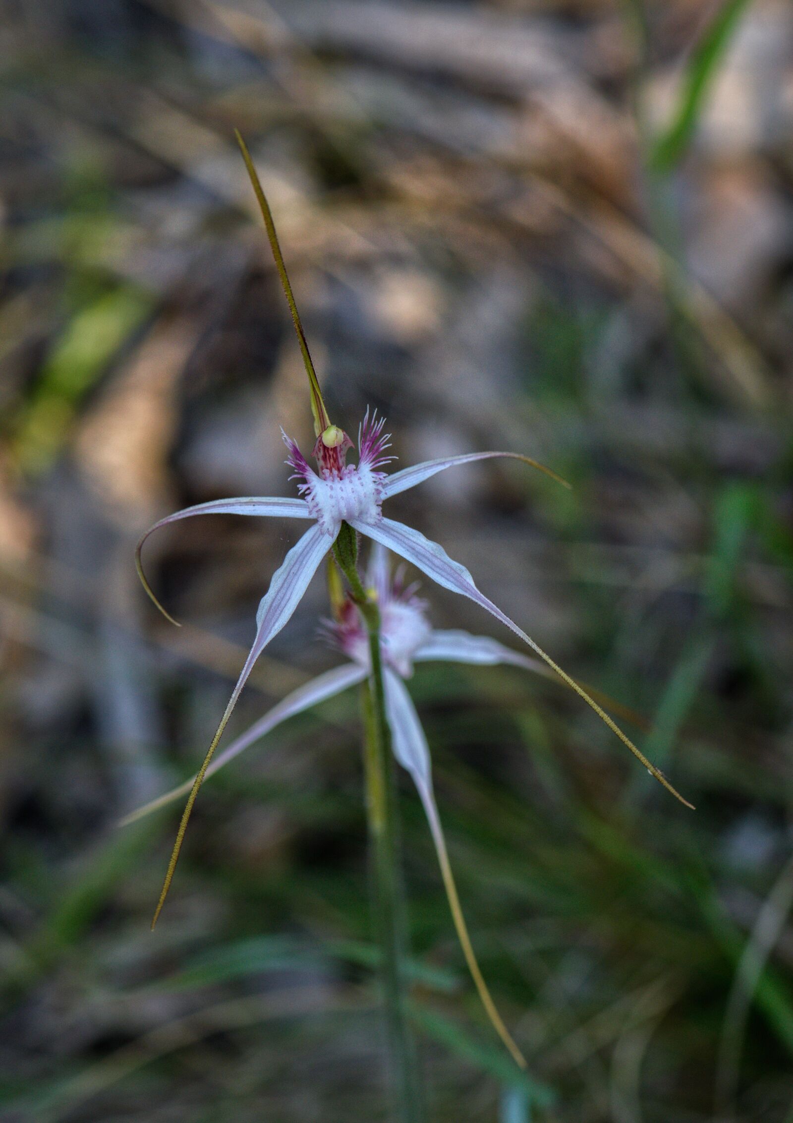 Nikon D3300 sample photo. Orchid, western australia, flower photography