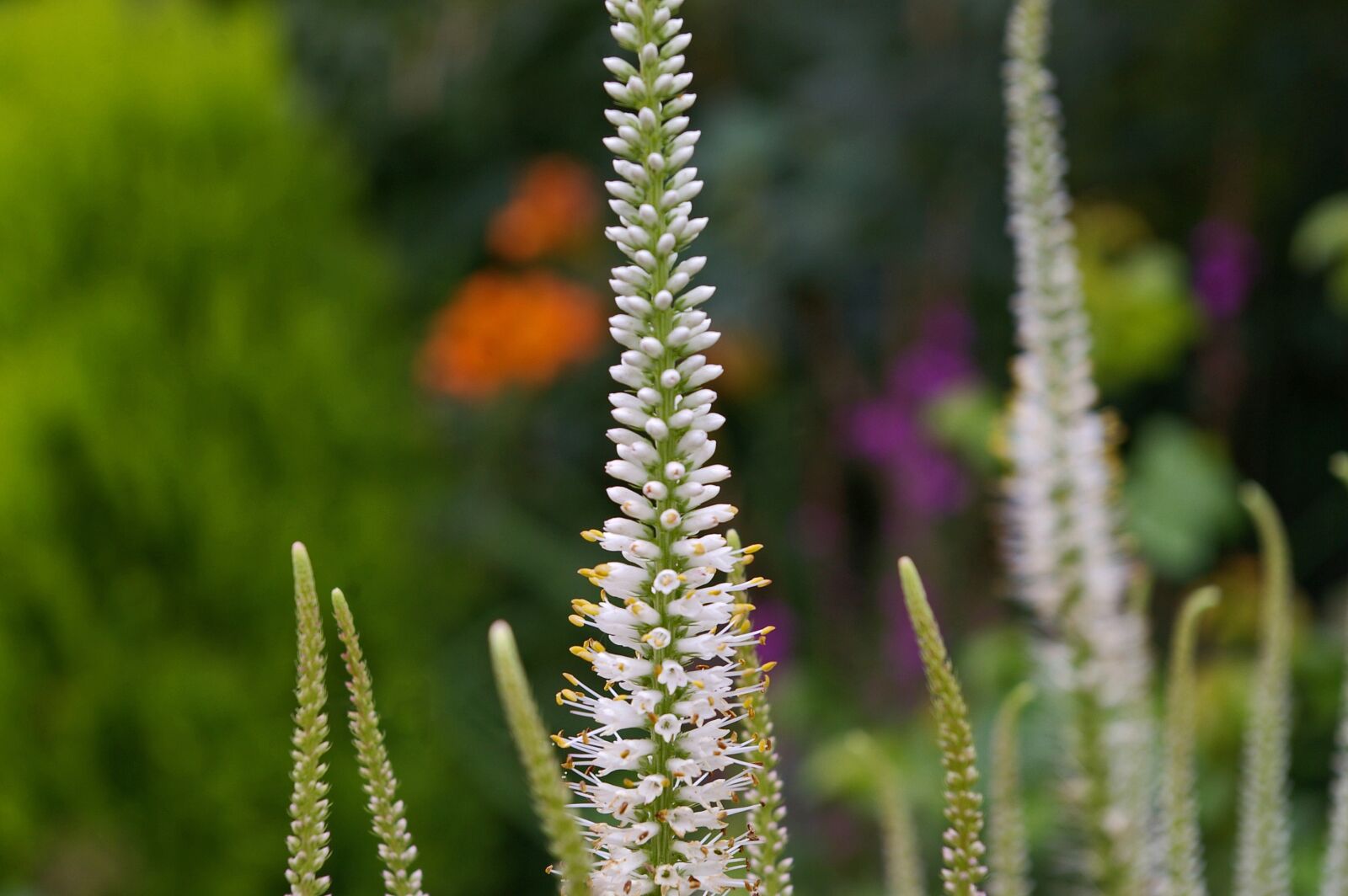 Pentax *ist DL2 sample photo. Honorary award, plant, white photography