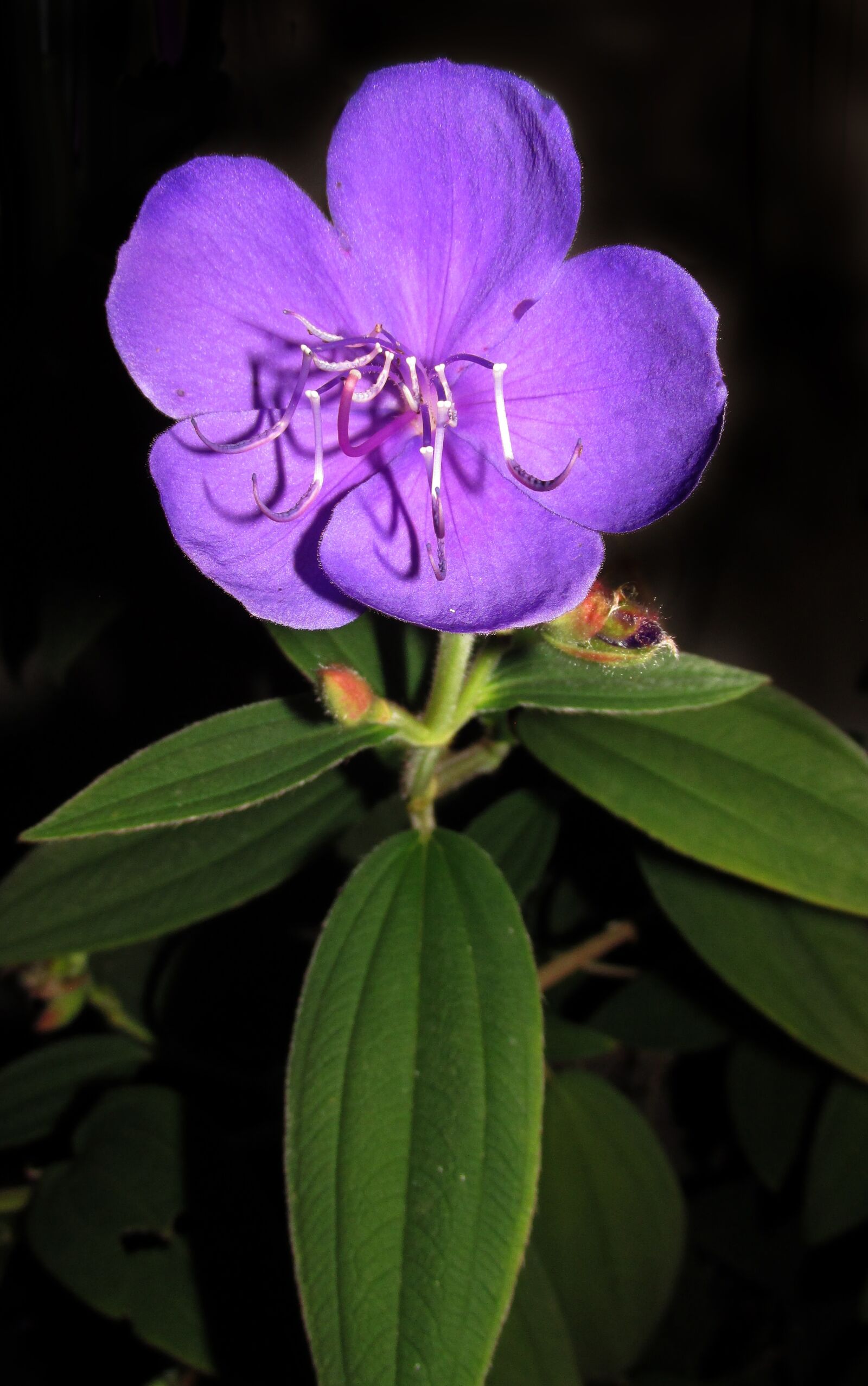 Canon PowerShot SX170 IS sample photo. Nature, purple, flower photography