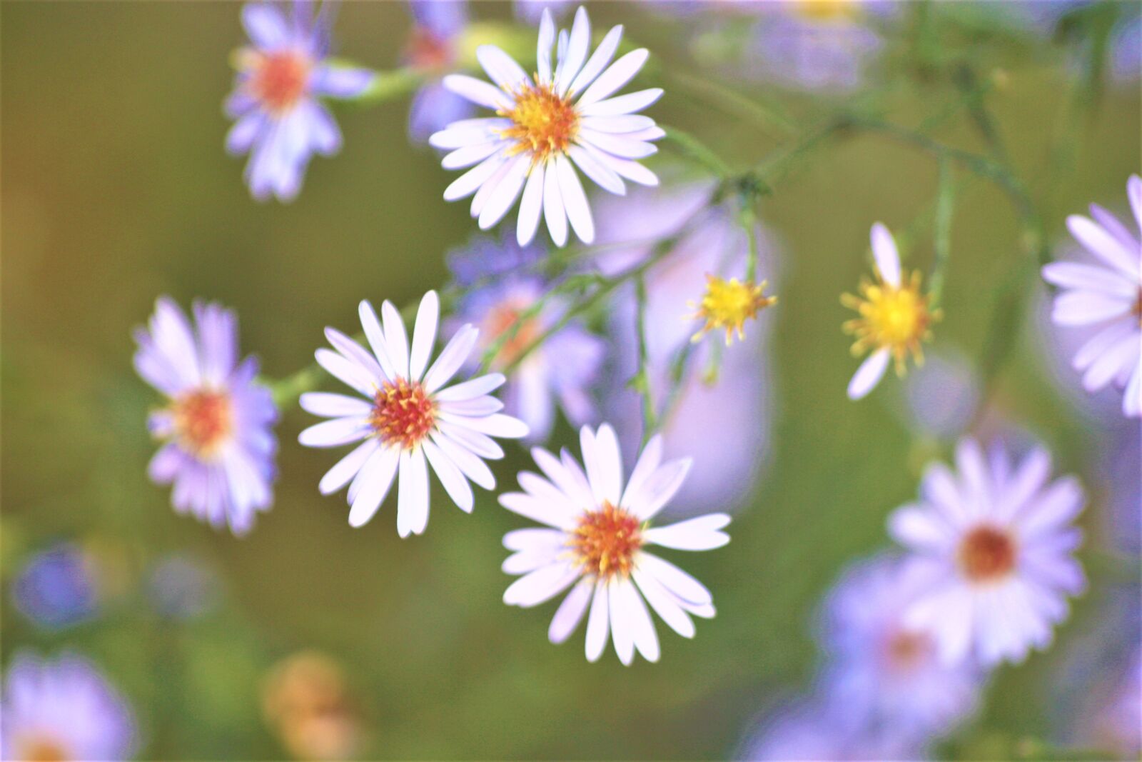 Canon EOS 1000D (EOS Digital Rebel XS / EOS Kiss F) sample photo. Flowers, park, asters photography