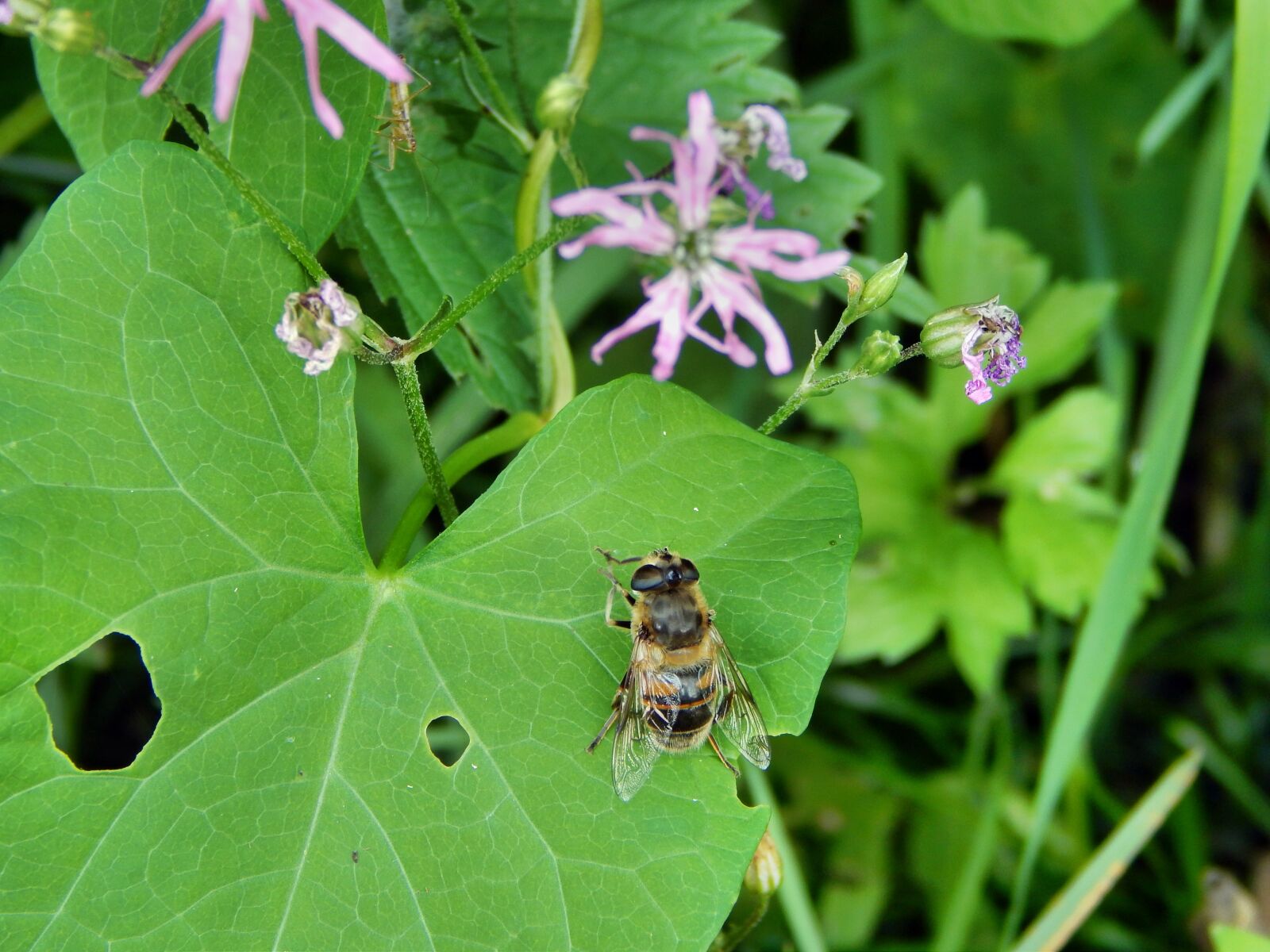 Nikon Coolpix L820 sample photo. Mucha, insect, bow tie photography