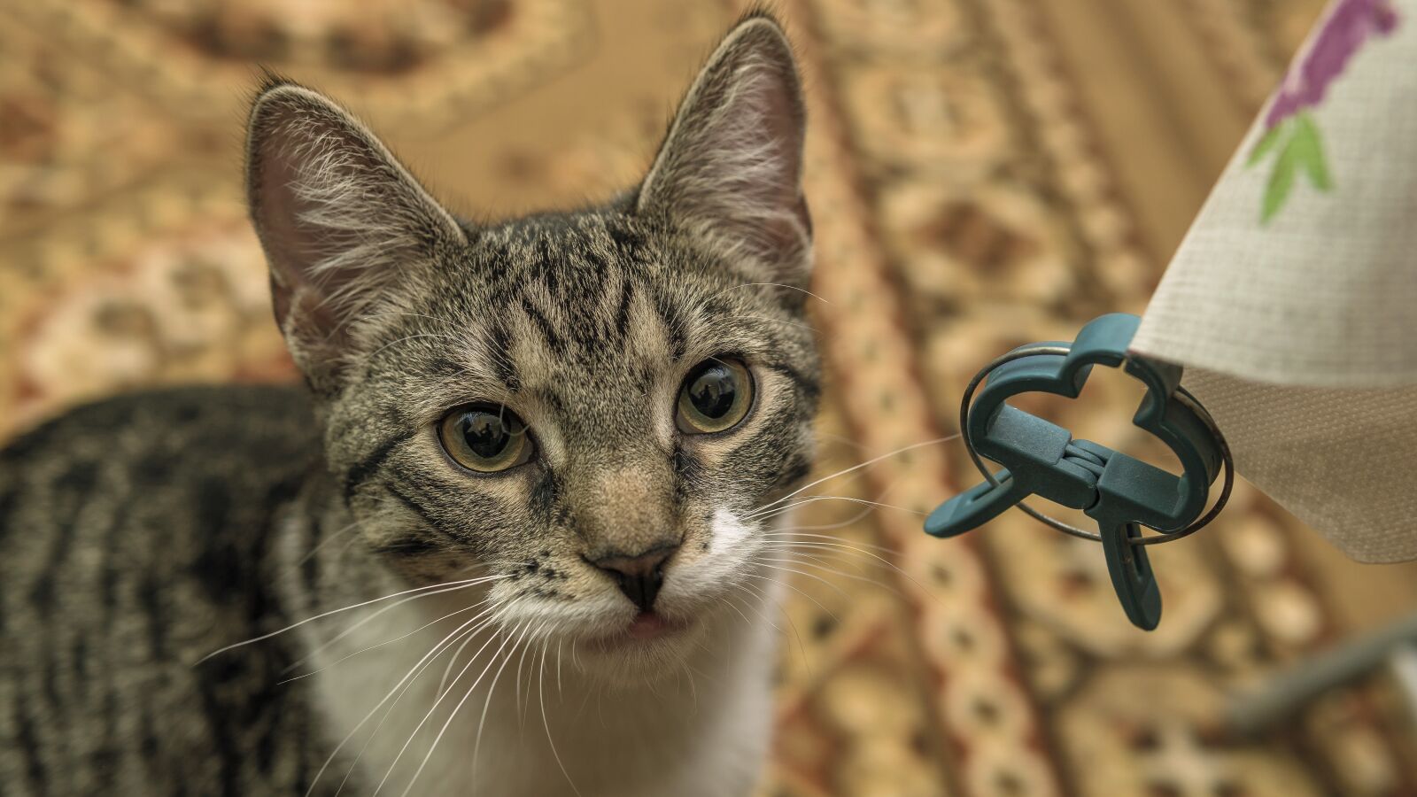 30mm F1.4 DC DN | Contemporary 016 sample photo. Cat, small, mackerel photography